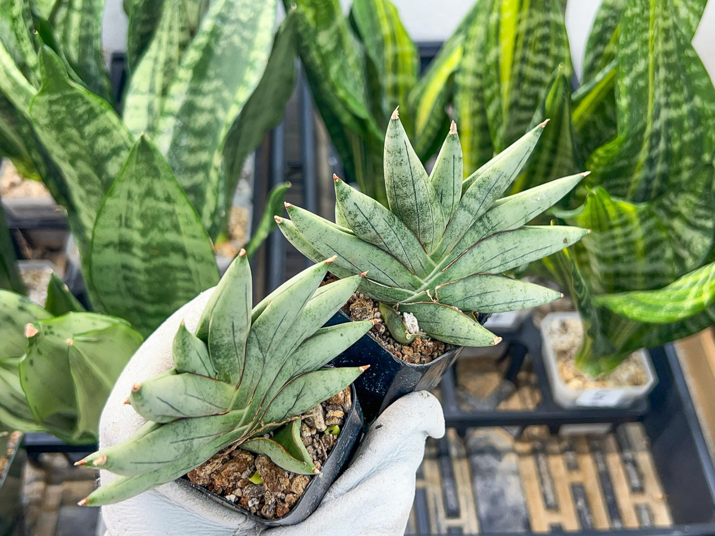 Sansevieria Nilin (#AC28) | Rare Imported Snake plant | 2" planter