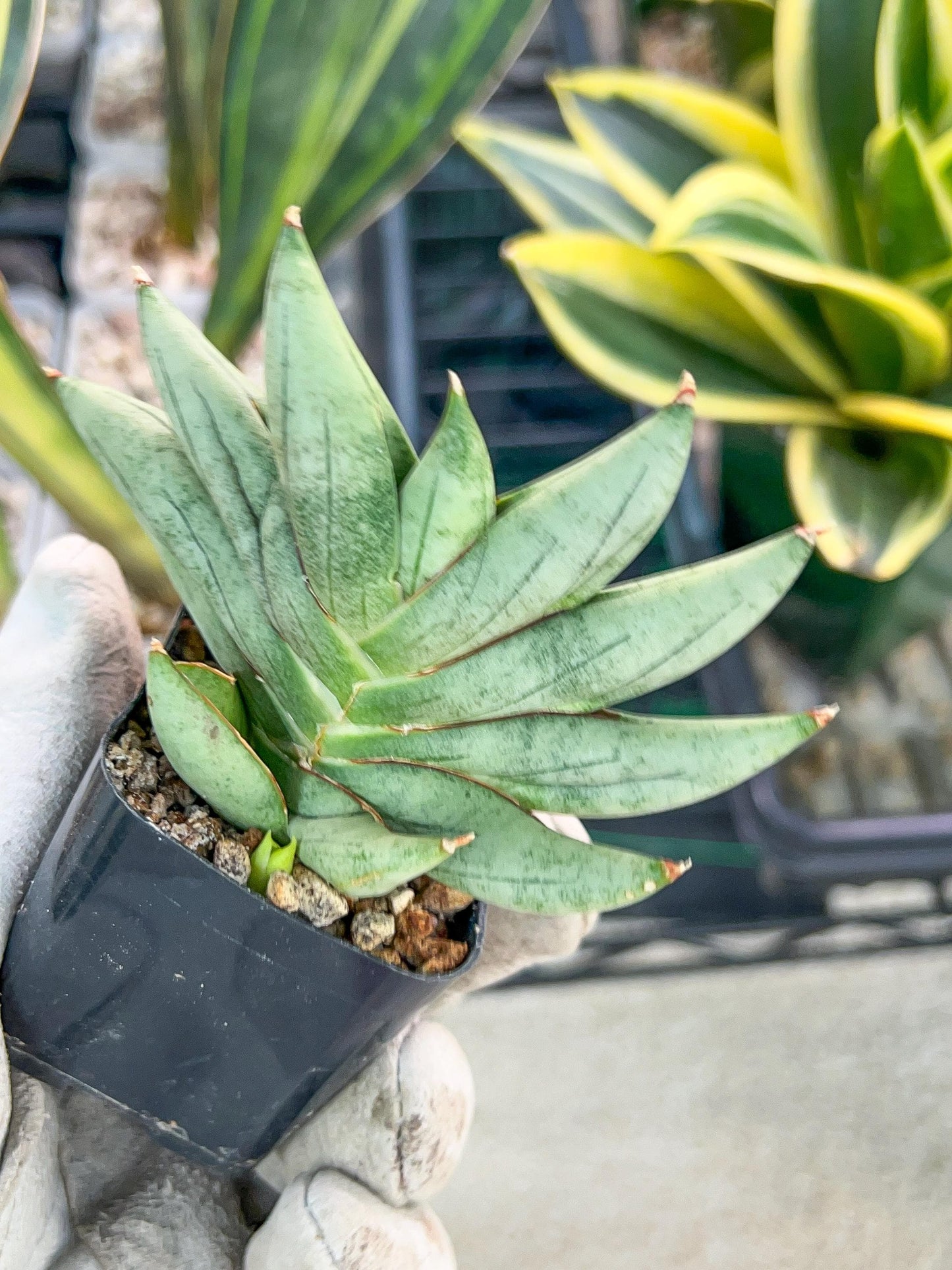 Sansevieria Nilin (#AC28) | Rare Imported Snake plant | 2" planter