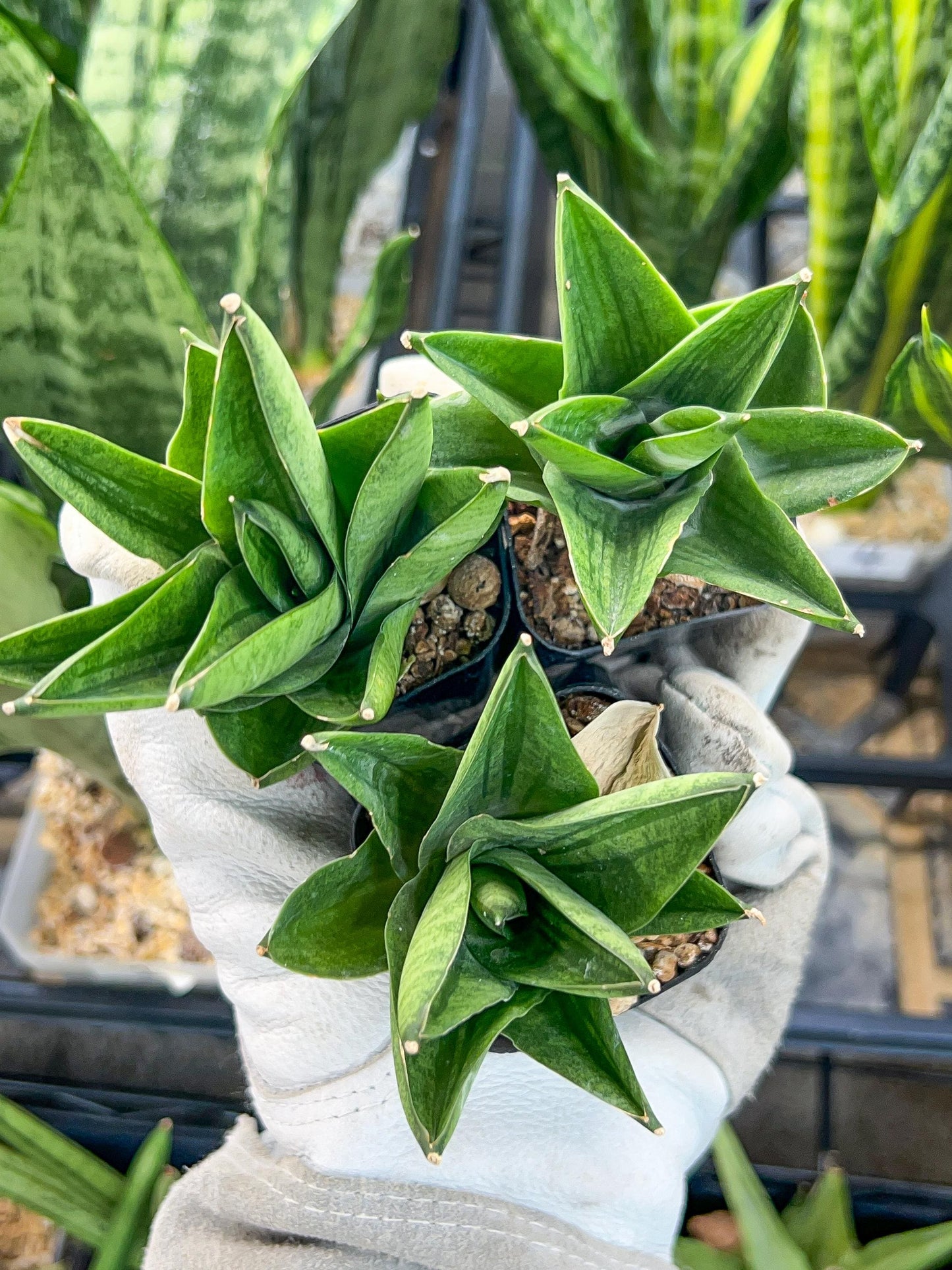 Sansevieria Veera (#AC23) | Imported Hybrid | 2" Pots