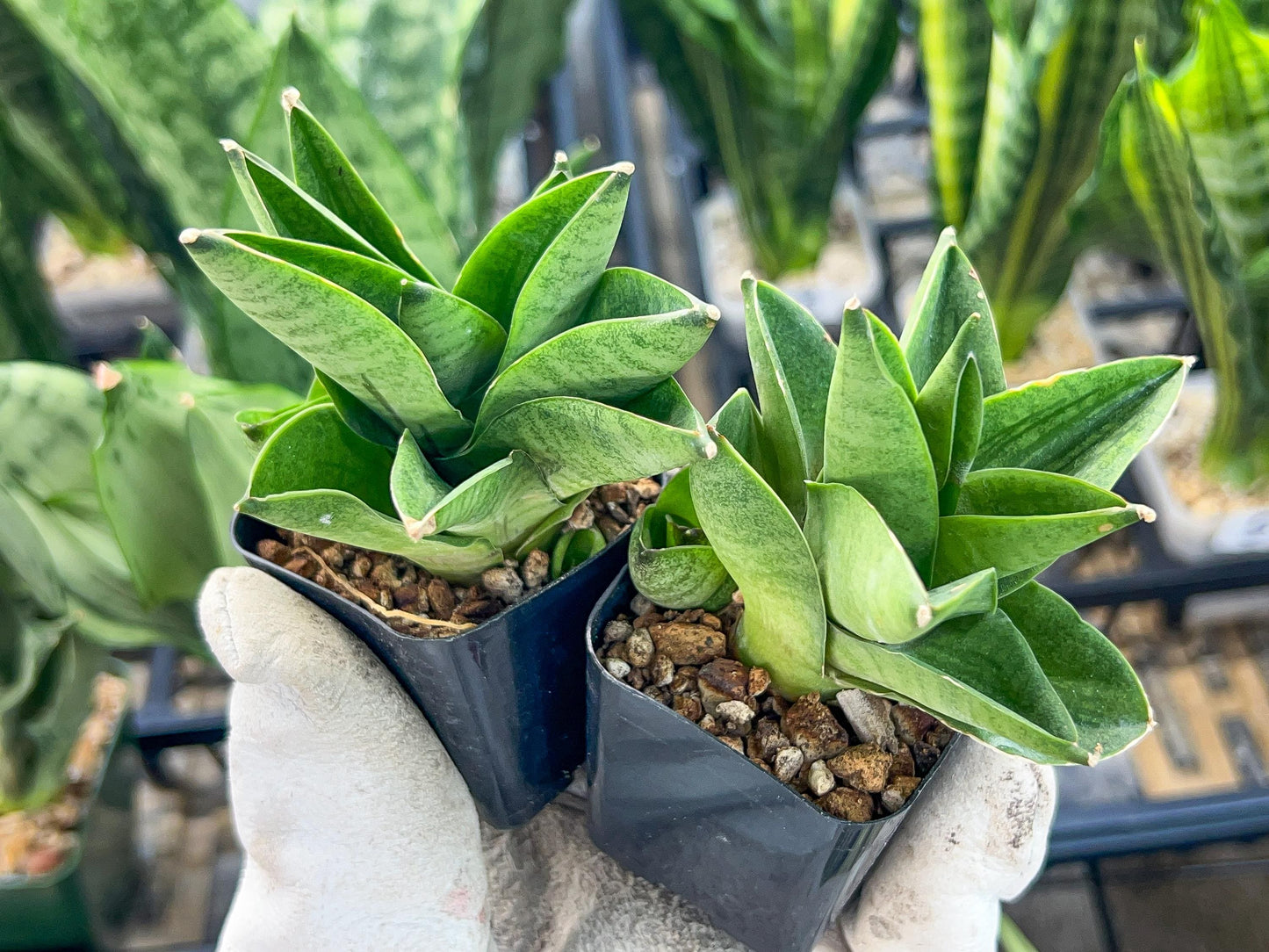 Sansevieria Veera (#AC23) | Imported Hybrid | 2" Pots