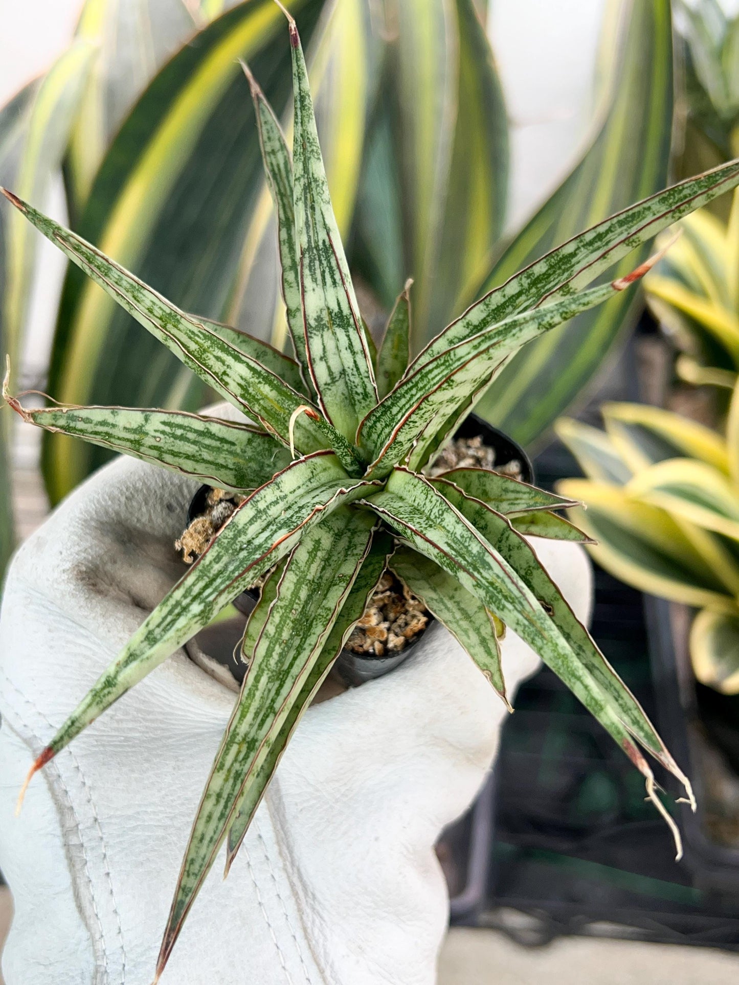 Sansevieria Be Bright (#AC47) | Imported Snake Plant | 2" pot