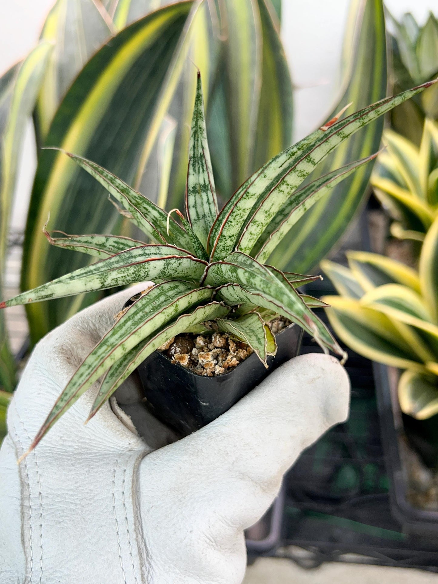 Sansevieria Be Bright (#AC47) | Imported Snake Plant | 2" pot