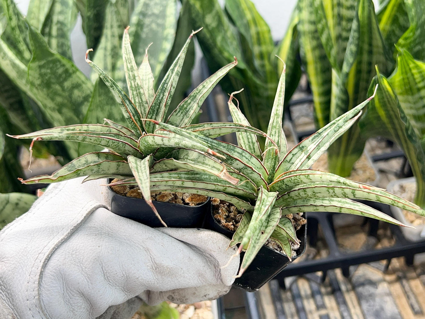 Sansevieria Be Bright (#AC47) | Imported Snake Plant | 2" pot