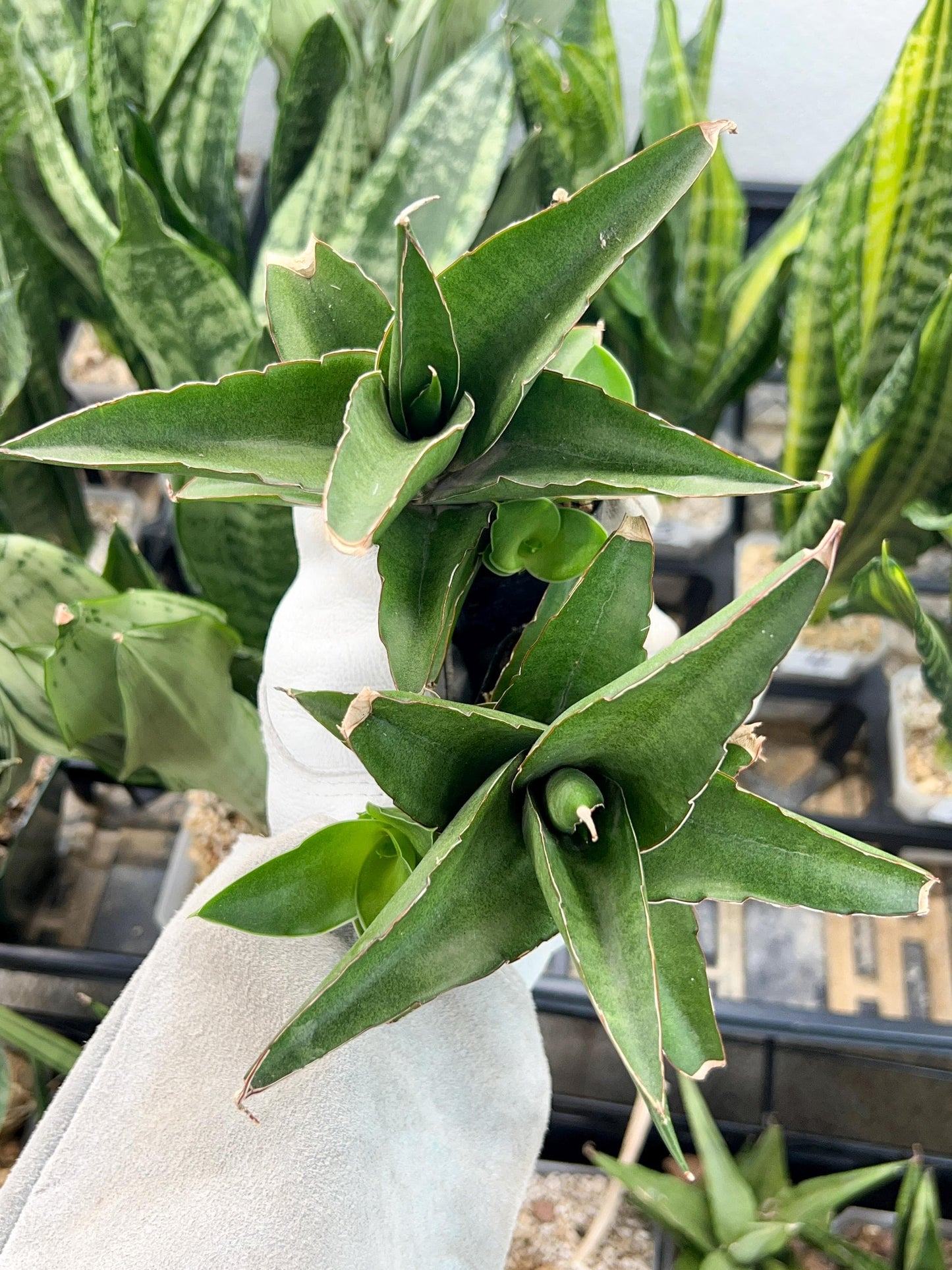 Sansevieria Hybrid Maya (AC55) | Sri katon' x pinguicula | 2" Pot