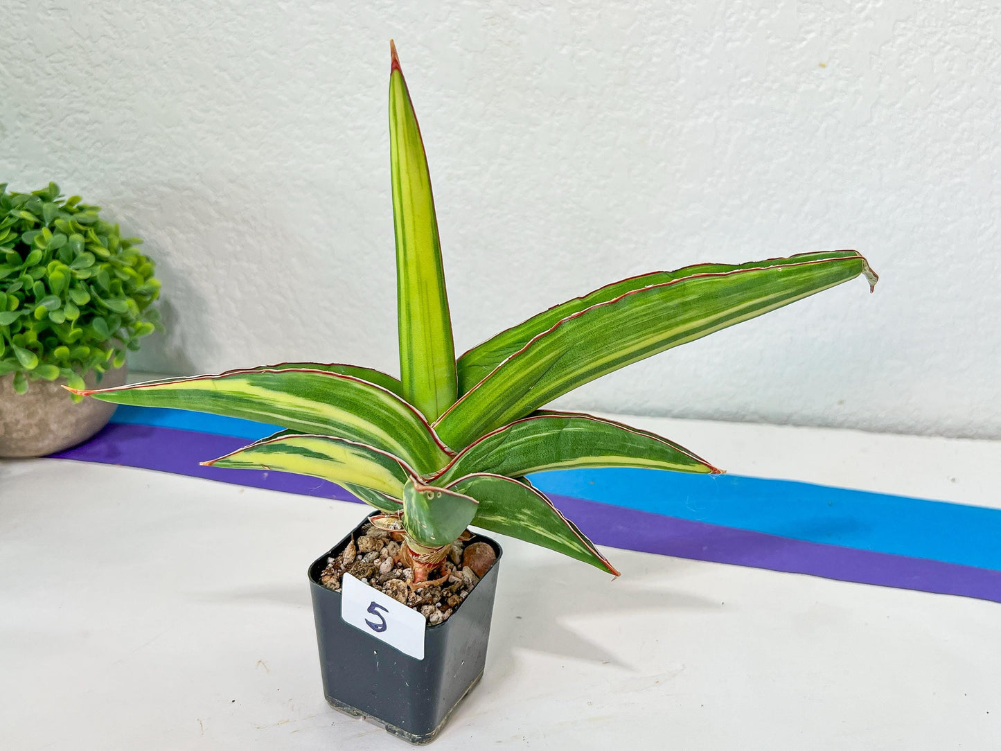 Sansevieria Robusta Variegated | Choose Your Own Rare Plants