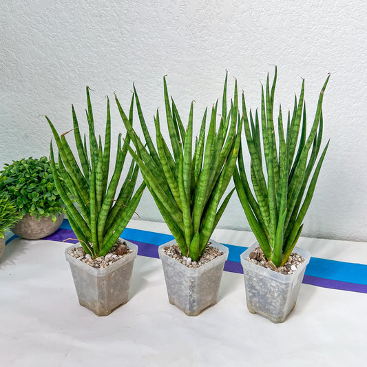 Sansevieria Blue Torch | Imported Plants | Rare Hybrid Species