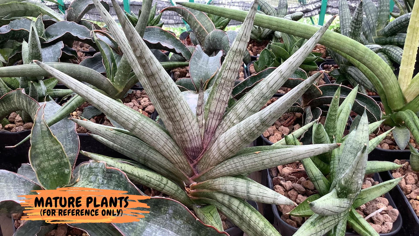 Sansevieria Red Cheek (#A1) | New type of Imported Hybrids