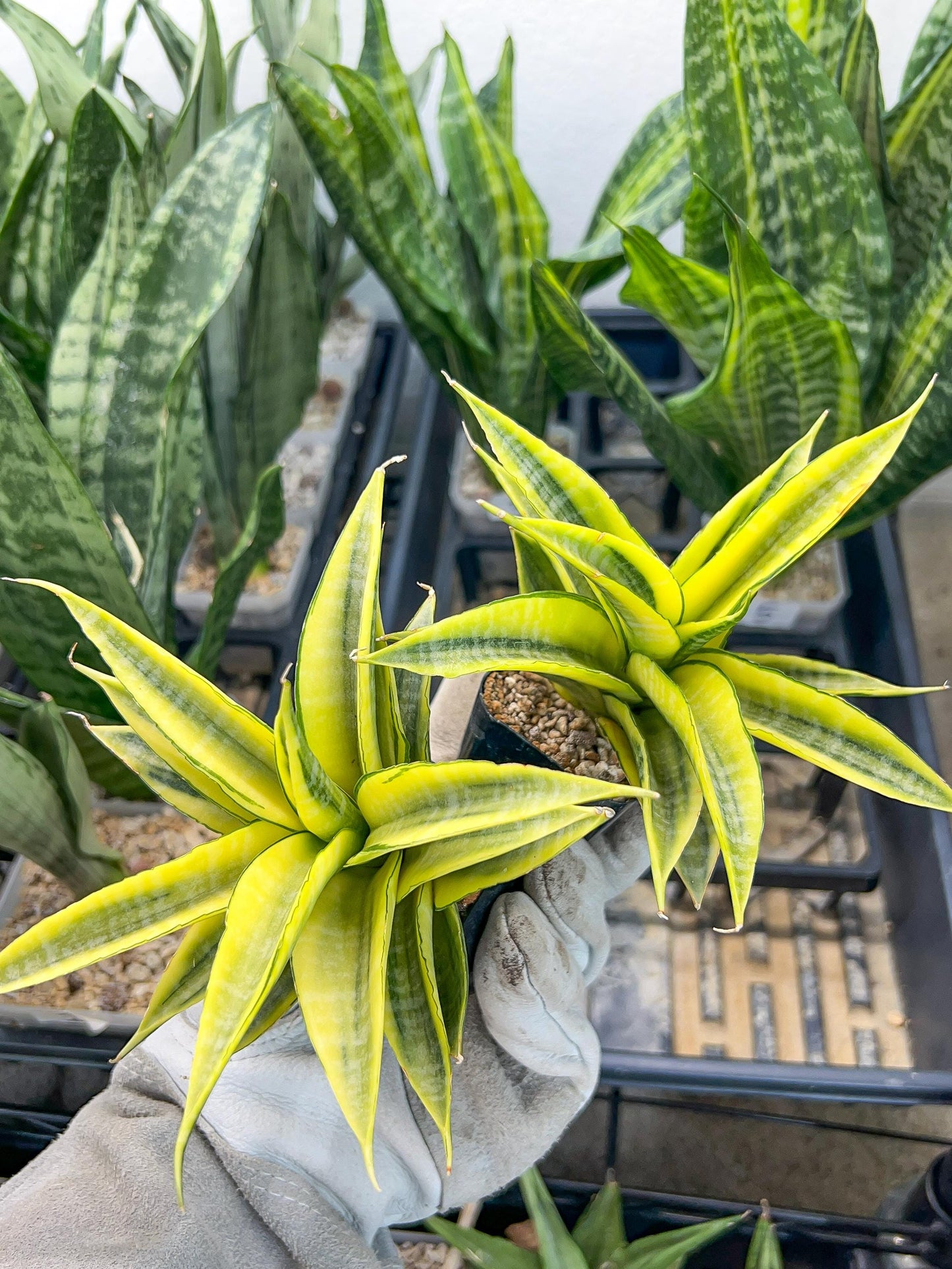 Sansevieria Cordova (#RA23) | Rare Imported Plants | 2" Pot