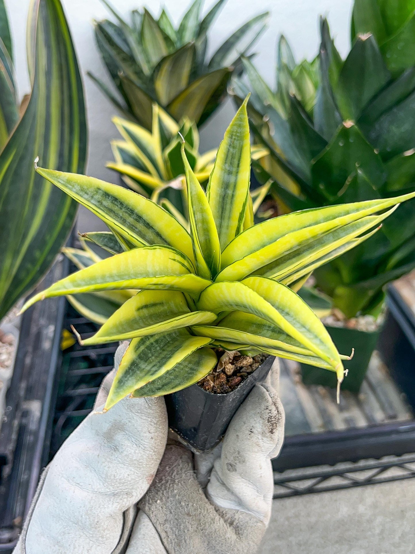 Sansevieria Cordova (#RA23) | Rare Imported Plants | 2" Pot