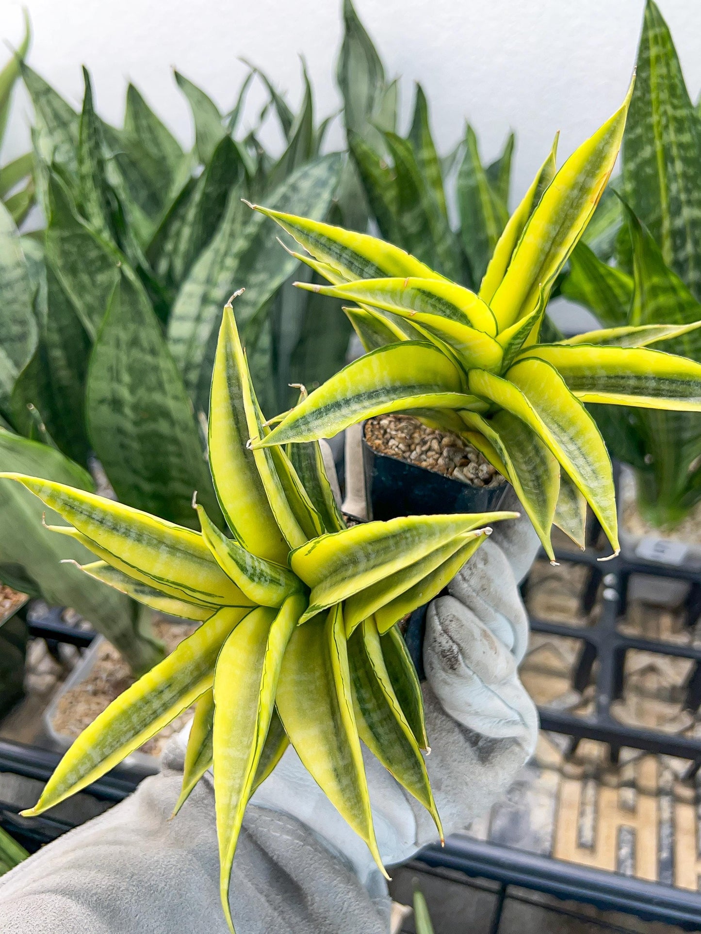 Sansevieria Cordova (#RA23) | Rare Imported Plants | 2" Pot