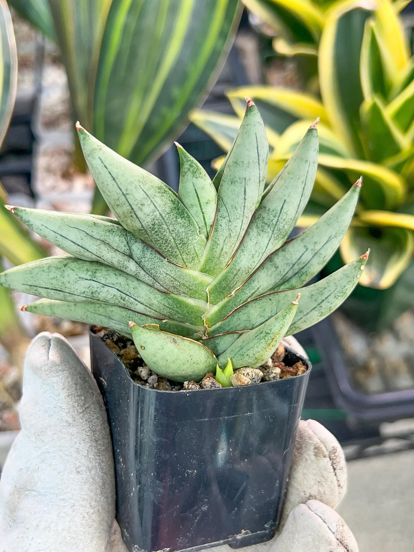 Sansevieria Nilin (#AC28) | Rare Imported Snake plant | 2" planter