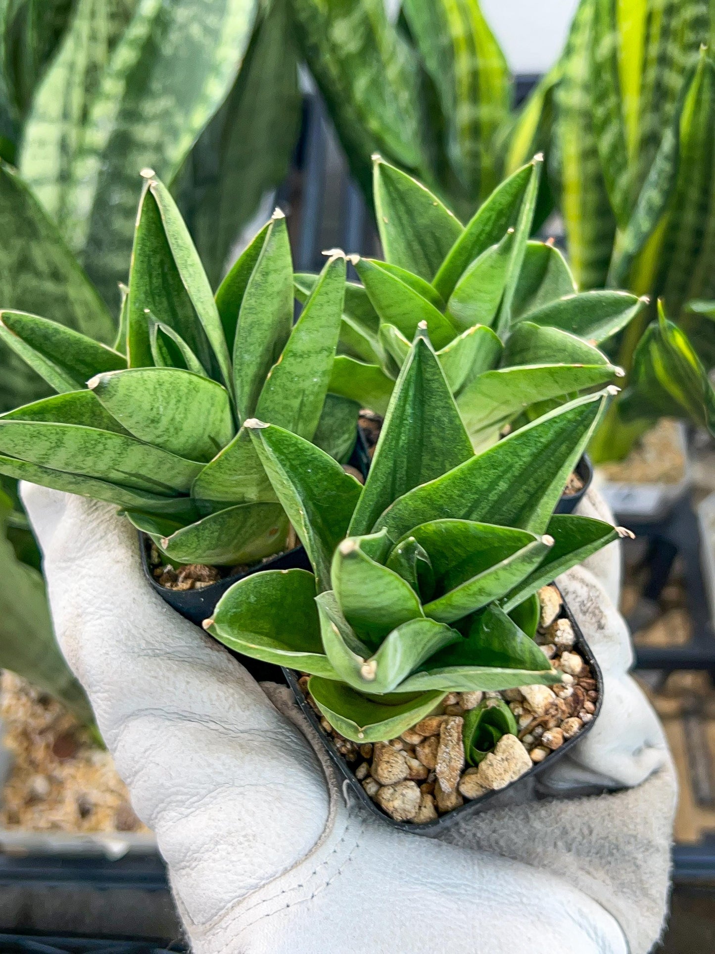 Sansevieria Veera (#AC23) | Imported Hybrid | 2" Pots