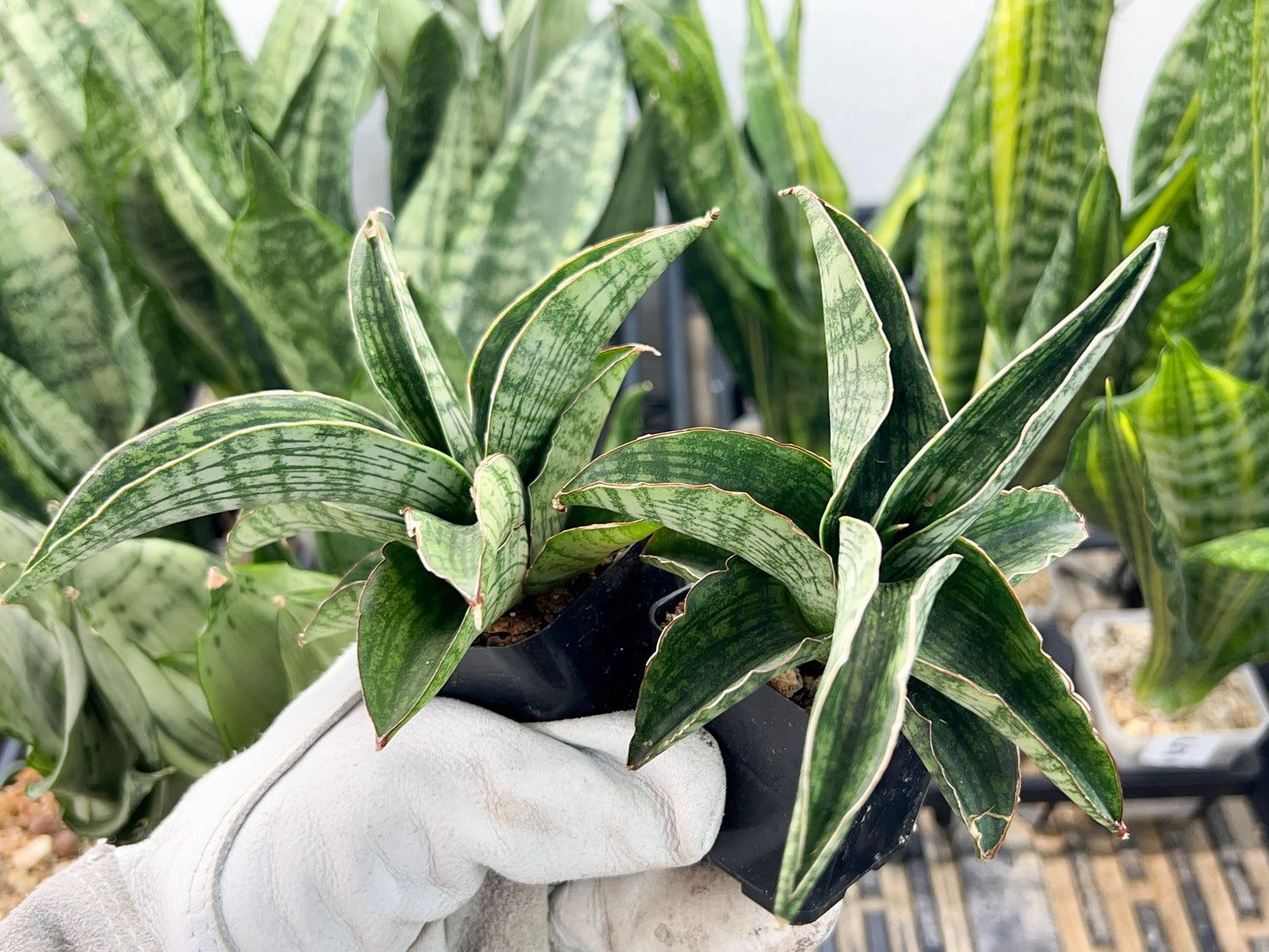 Sansevieria Phanphet (#AC) | Imported Indoor Snake Plant | 2" Planter