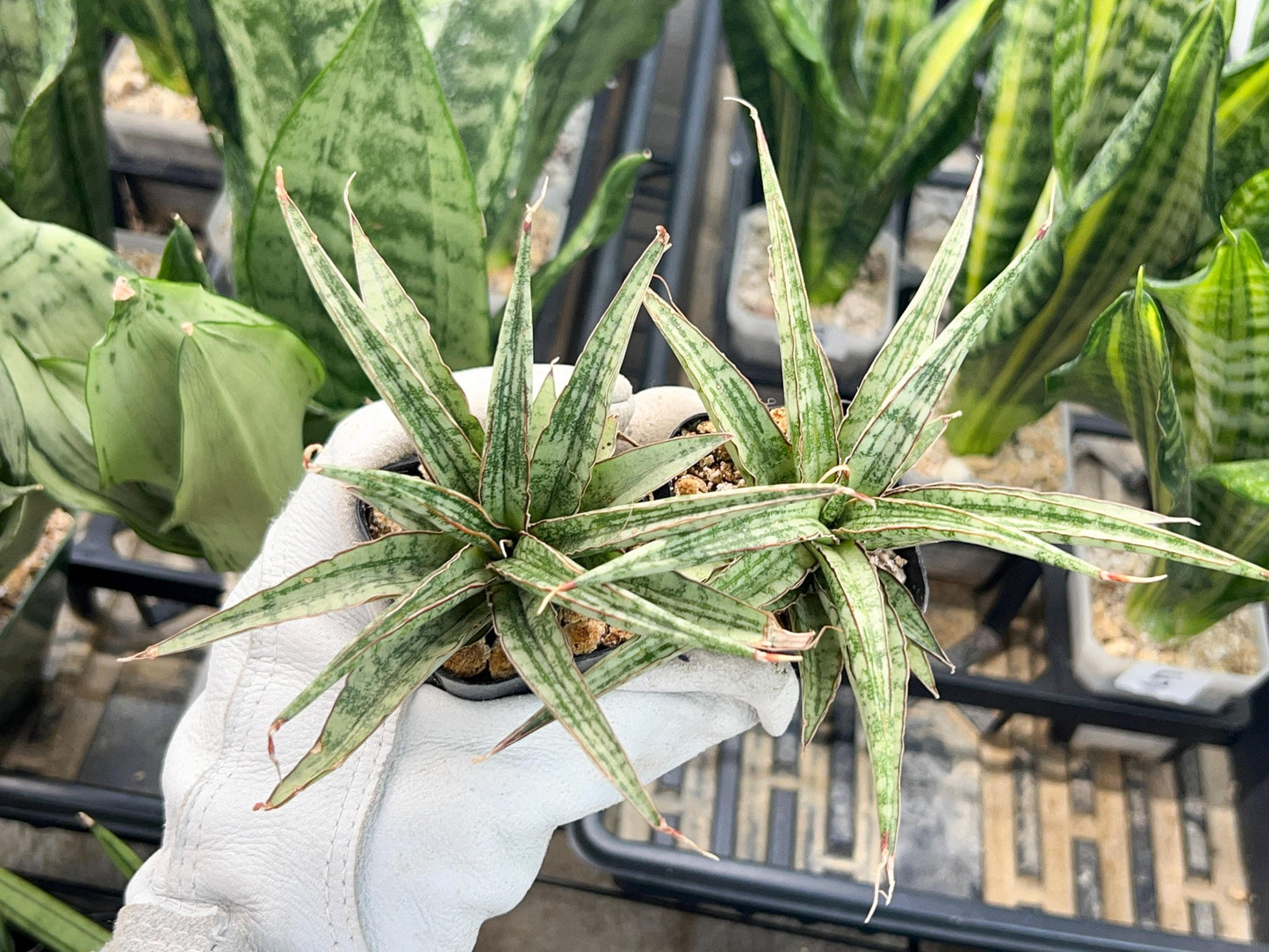Sansevieria Be Bright (#AC47) | Imported Snake Plant | 2" pot