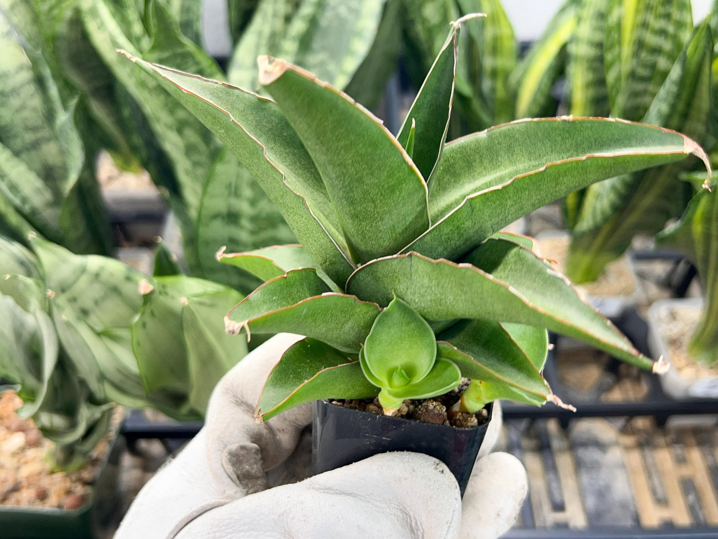 Sansevieria Hybrid Maya (AC55) | Sri katon' x pinguicula | 2" Pot