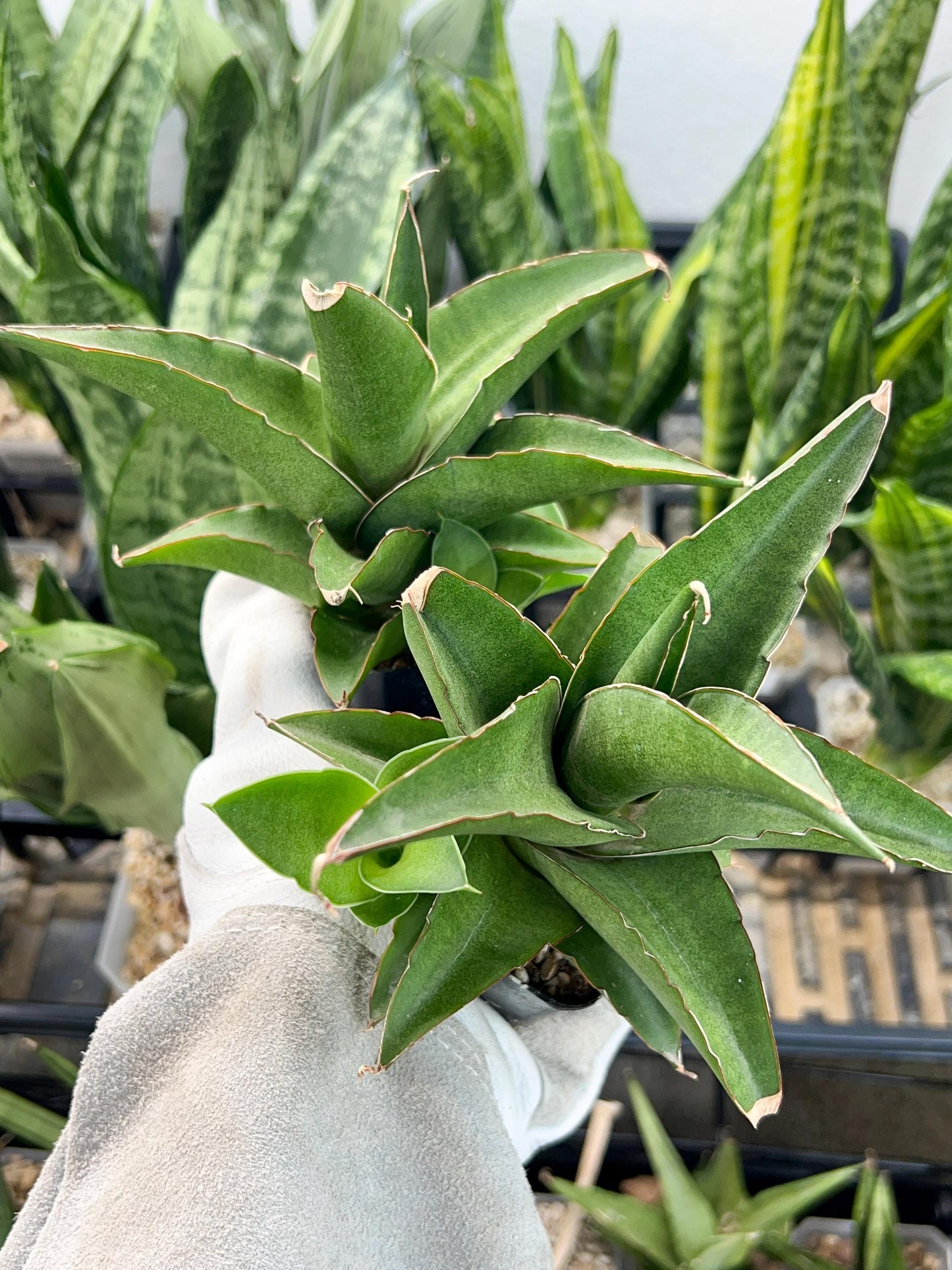 Sansevieria Hybrid Maya (AC55) | Sri katon' x pinguicula | 2" Pot
