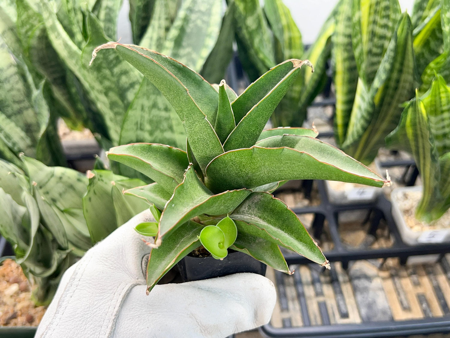 Sansevieria Hybrid Maya (AC55) | Sri katon' x pinguicula | 2" Pot
