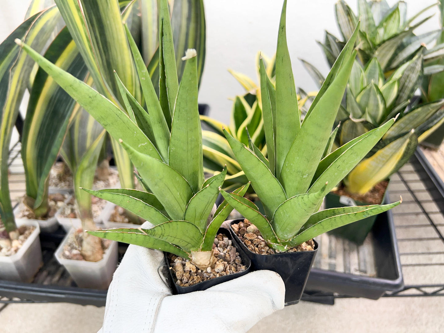 Sansevieria Silent Song (#PH11) | Imported Indoor Snake Plant | 2" Planter