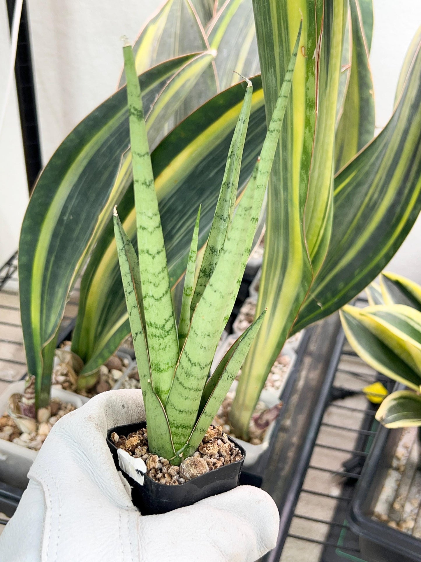 Sansevieria Guletta (#PH16) | Imported Snake Plant | 2" Planter