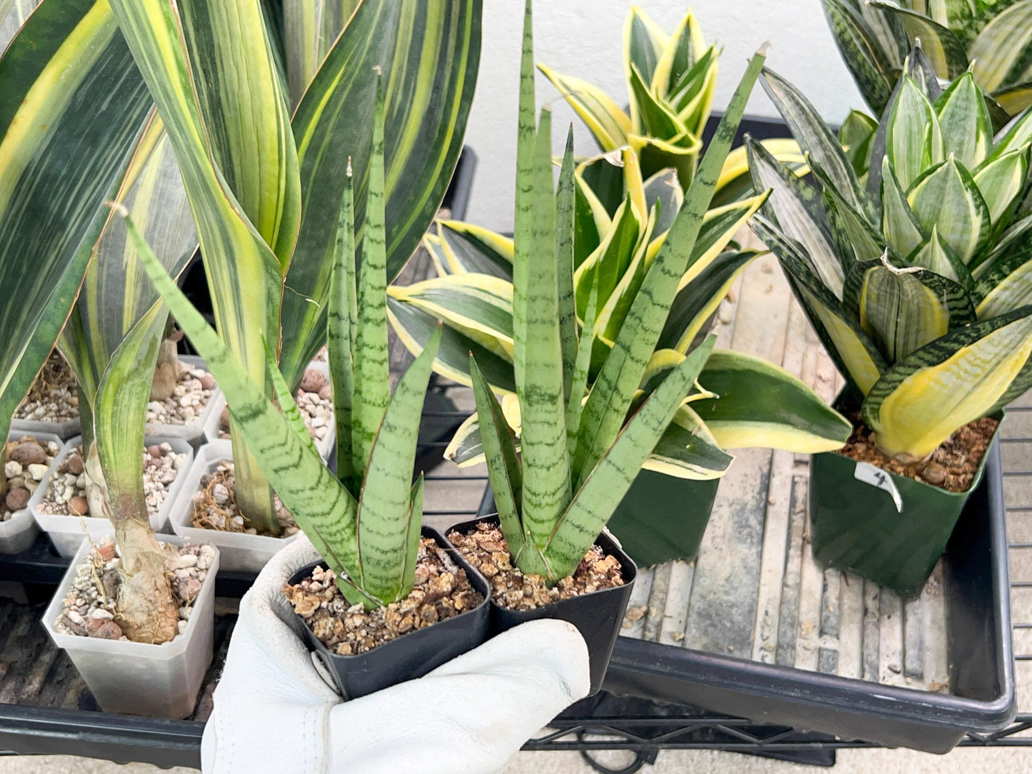 Sansevieria Guletta (#PH16) | Imported Snake Plant | 2" Planter