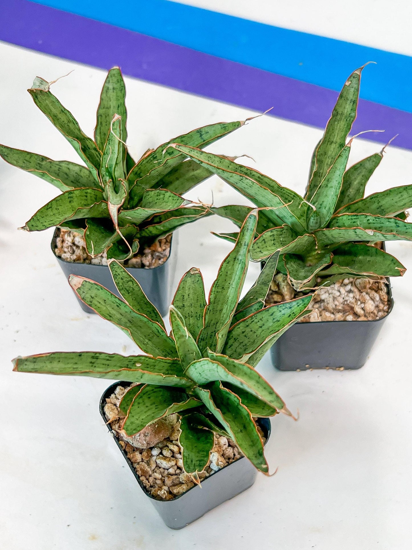 Sansevieria Lady Prang Pups (PH15) | Imported Plant