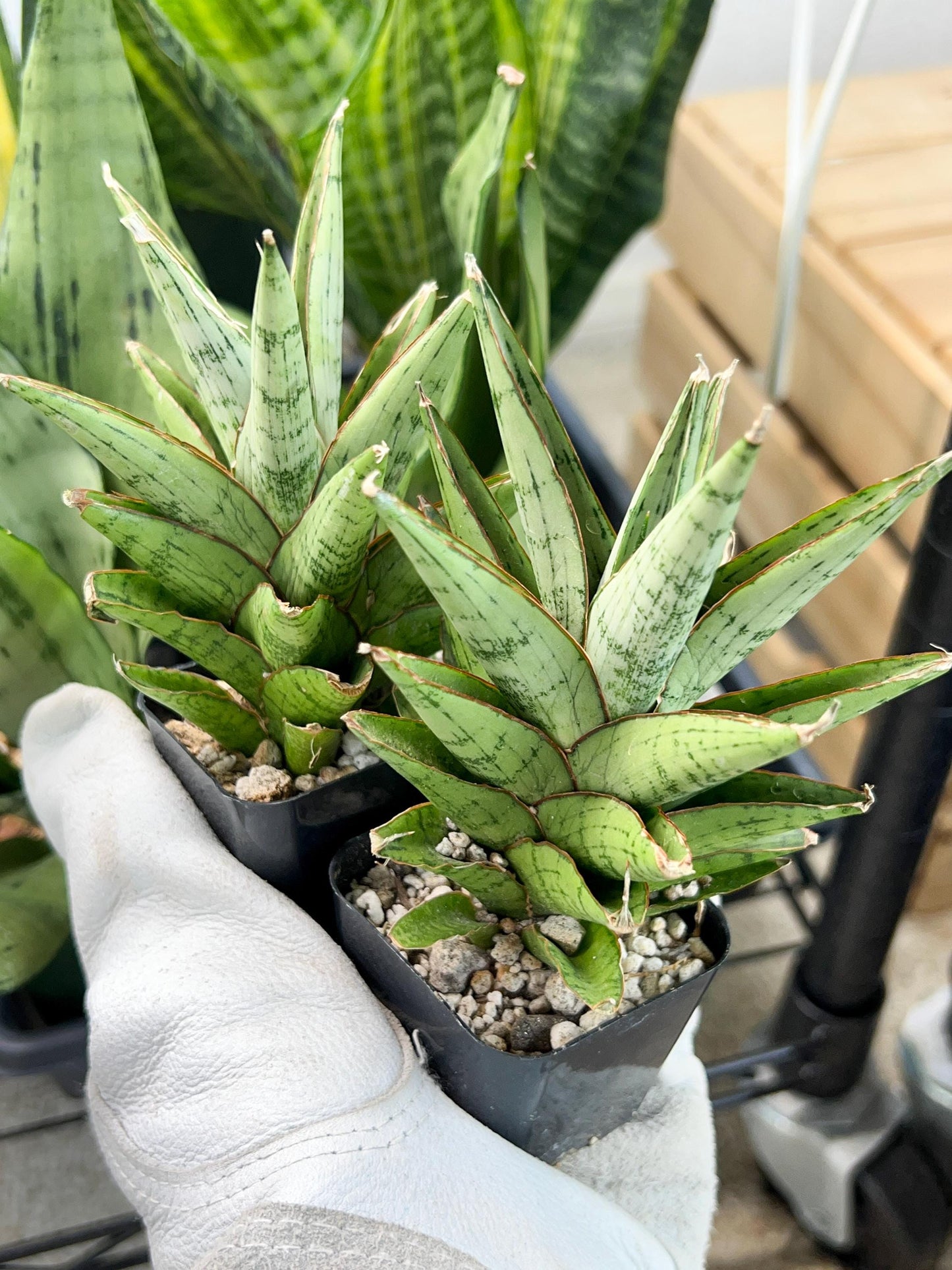 Sansevieria Peridot (PH14) | Imported Plants | Rare Hybrid Species