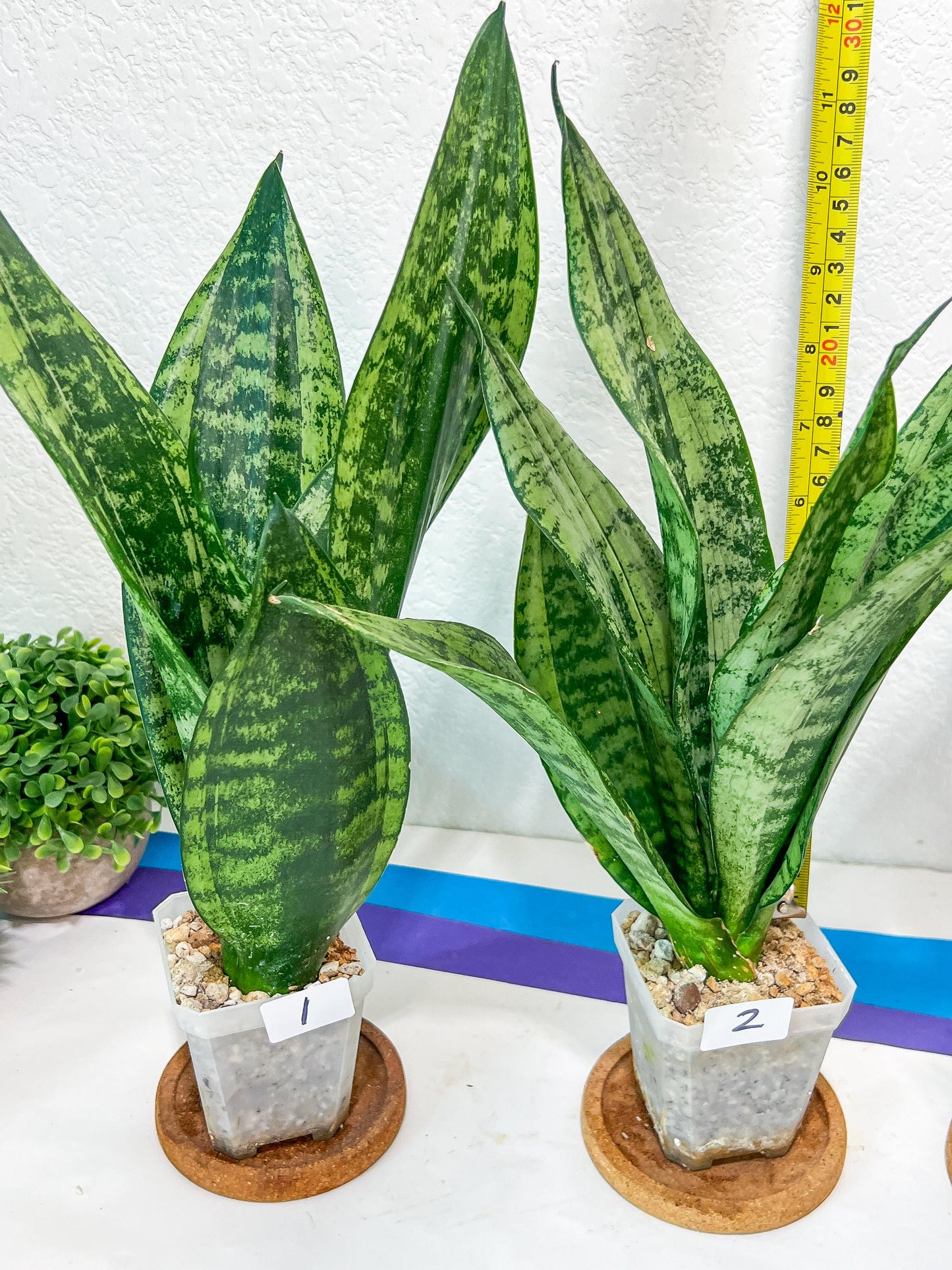 Sansevieria Moonshine Mutant | Choose Your Own Rare Plant