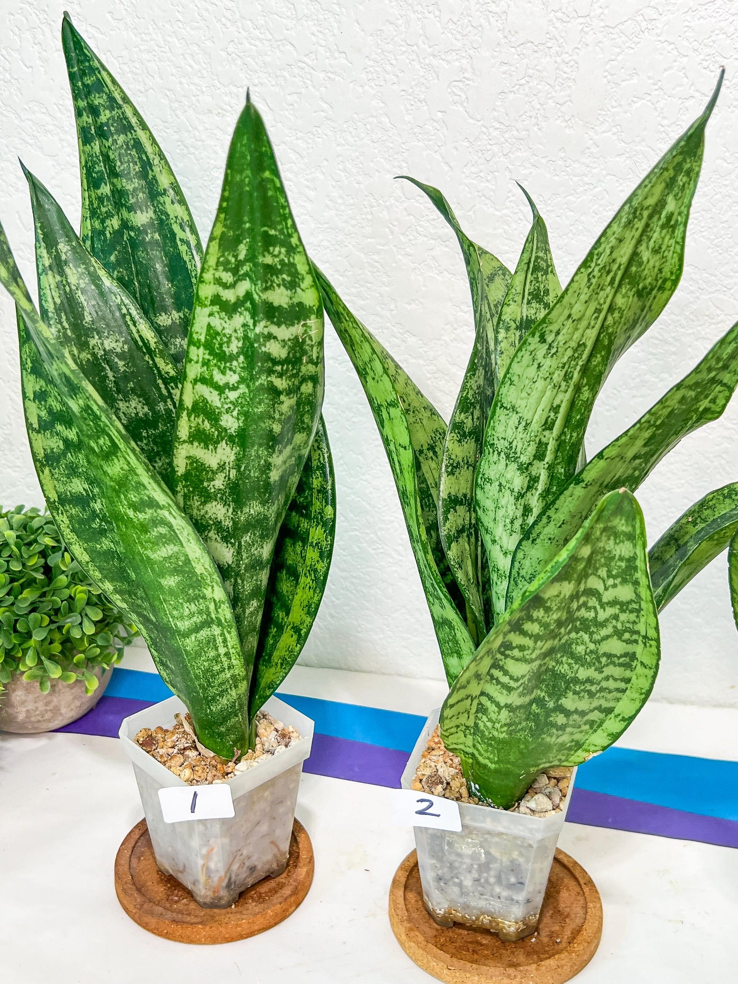 Sansevieria Moonshine Mutant | Choose Your Own Rare Plant