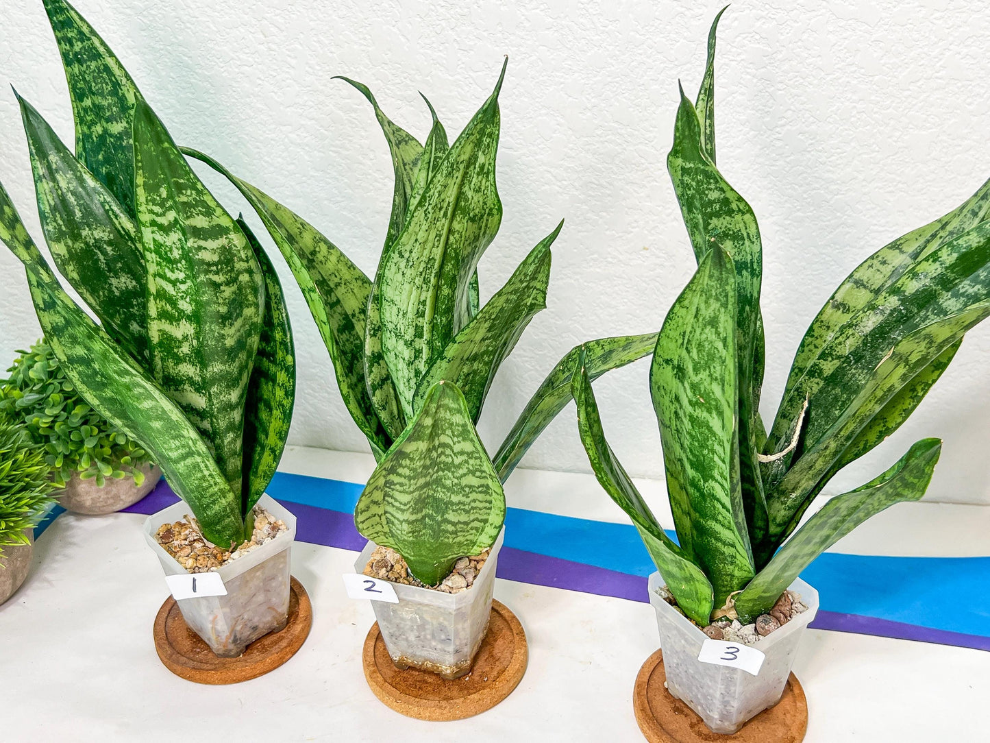Sansevieria Moonshine Mutant | Choose Your Own Rare Plant