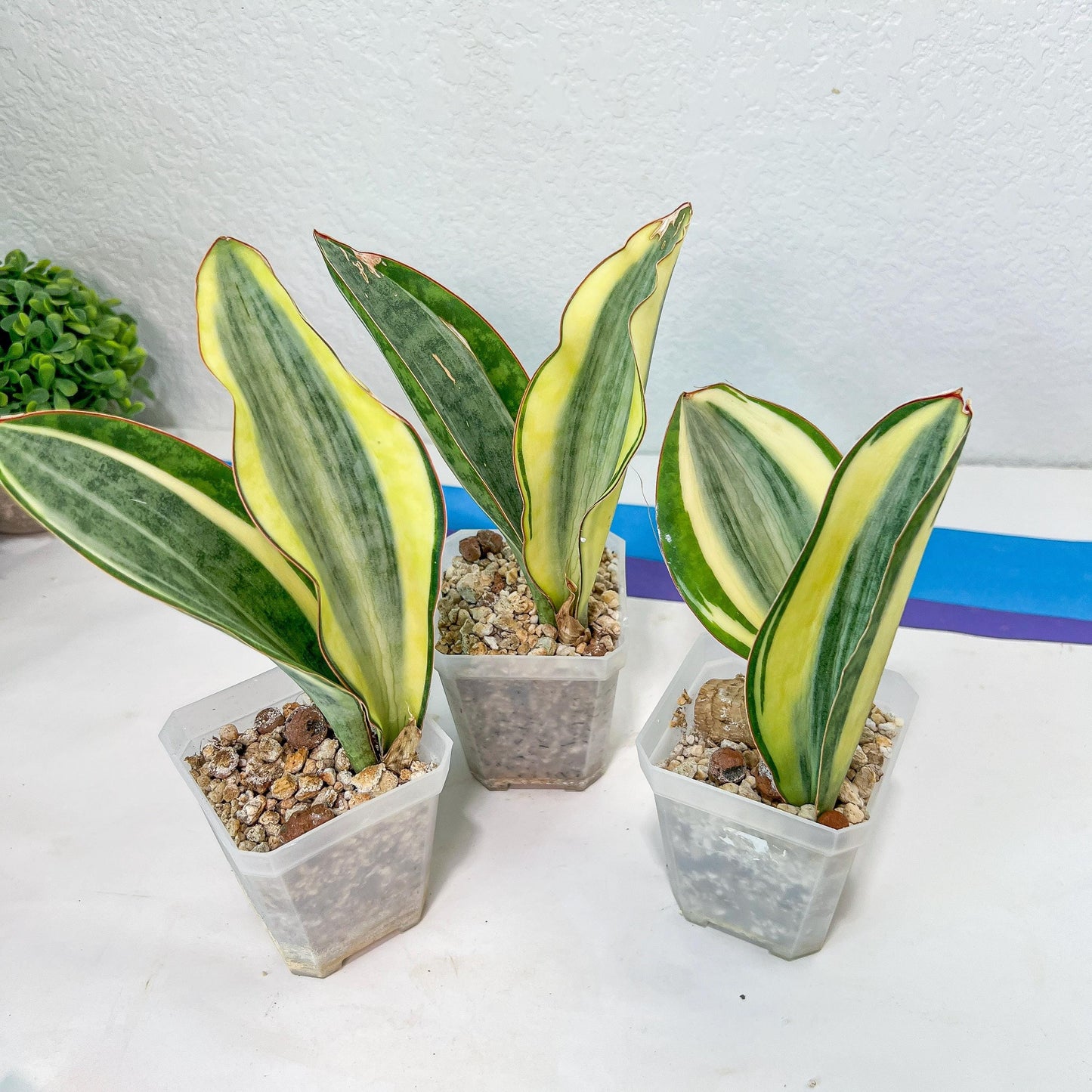 Sansevieria Dwarf Masoniana Variegated (#E4) | Choose Your Own Rare Plant
