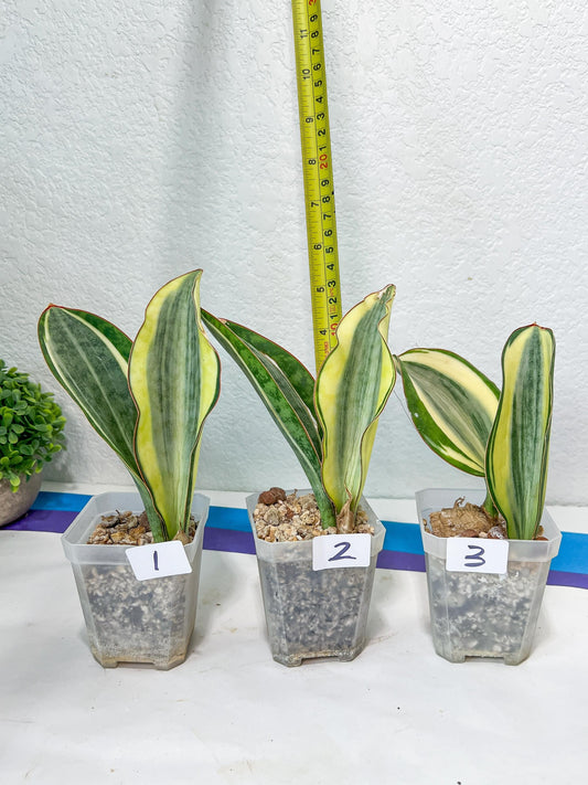 Sansevieria Dwarf Masoniana Variegated (#E4) | Choose Your Own Rare Plant