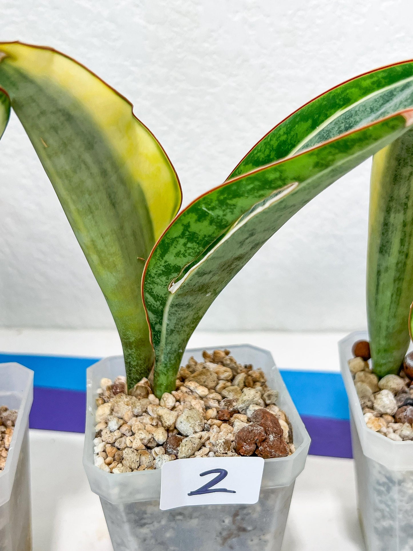 Sansevieria Dwarf Masoniana Variegated (#E4) | Choose Your Own Rare Plant
