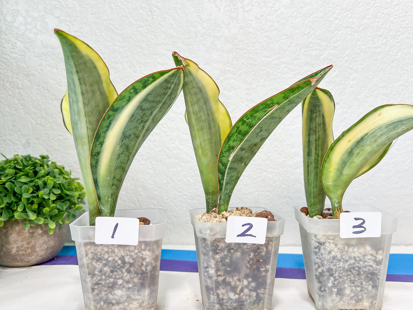 Sansevieria Dwarf Masoniana Variegated (#E4) | Choose Your Own Rare Plant