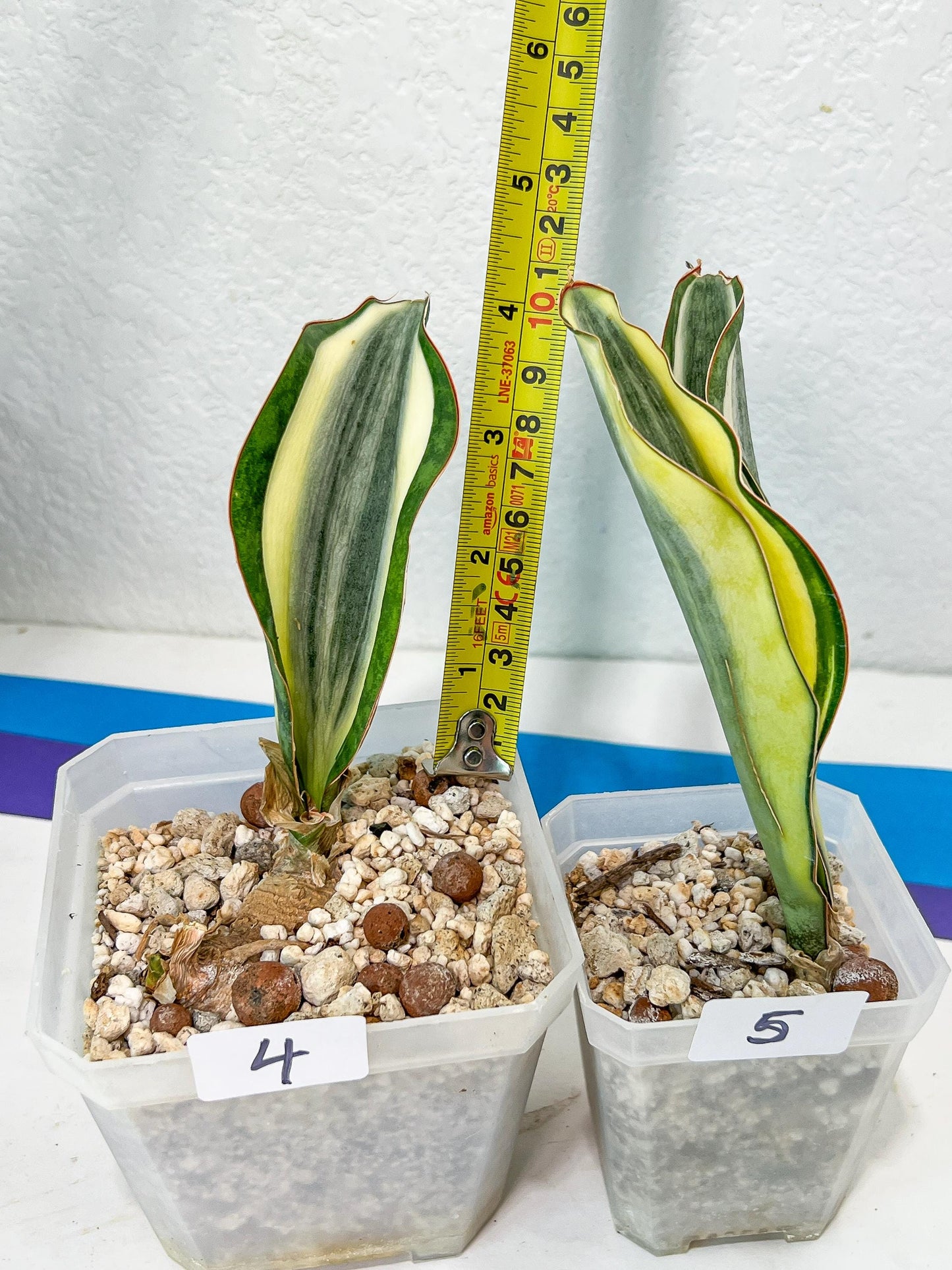 Sansevieria Dwarf Masoniana Variegated (#E4) | Choose Your Own Rare Plant