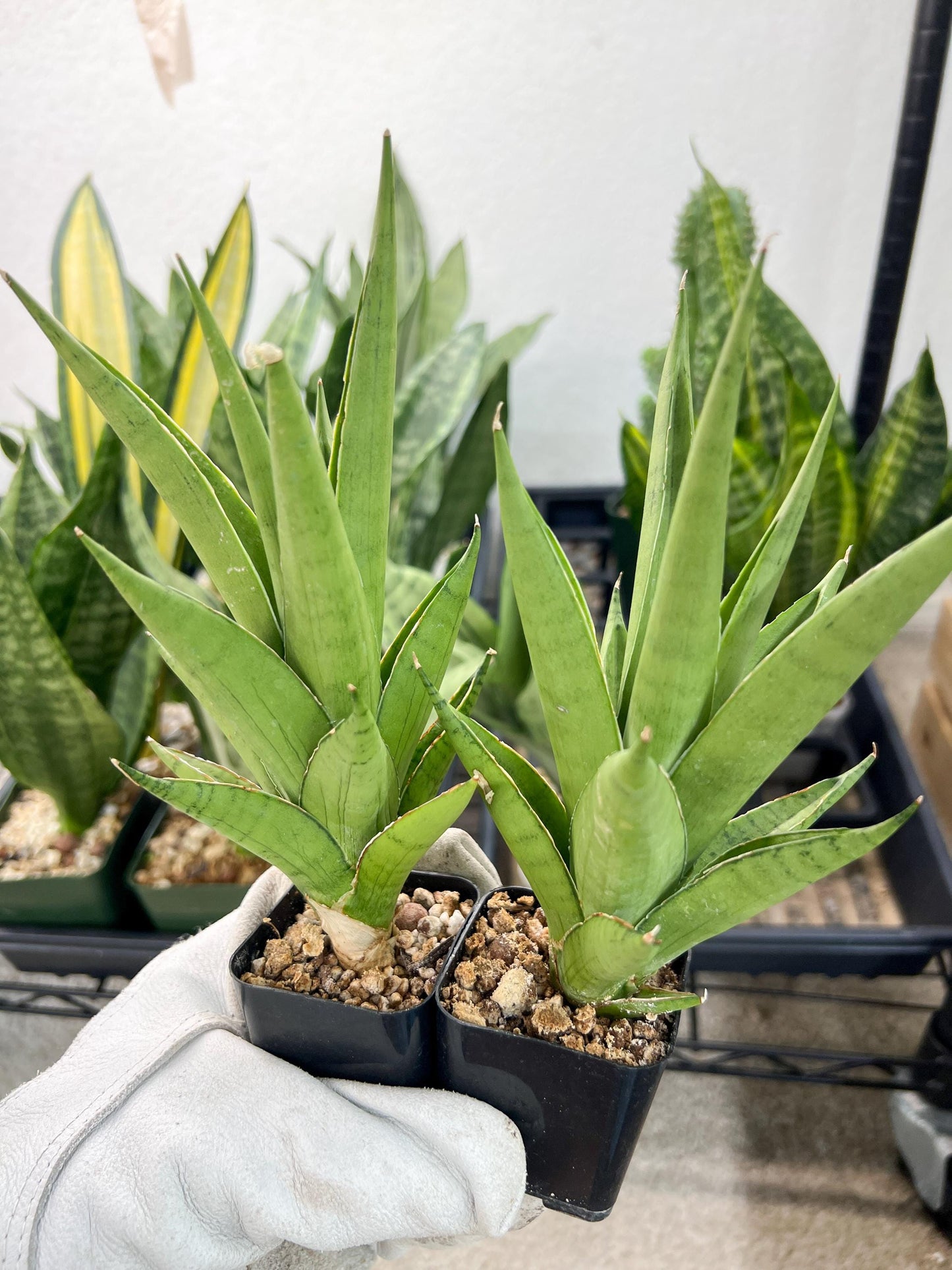 Sansevieria Silent Song (#PH11) | Imported Indoor Snake Plant | 2" Planter