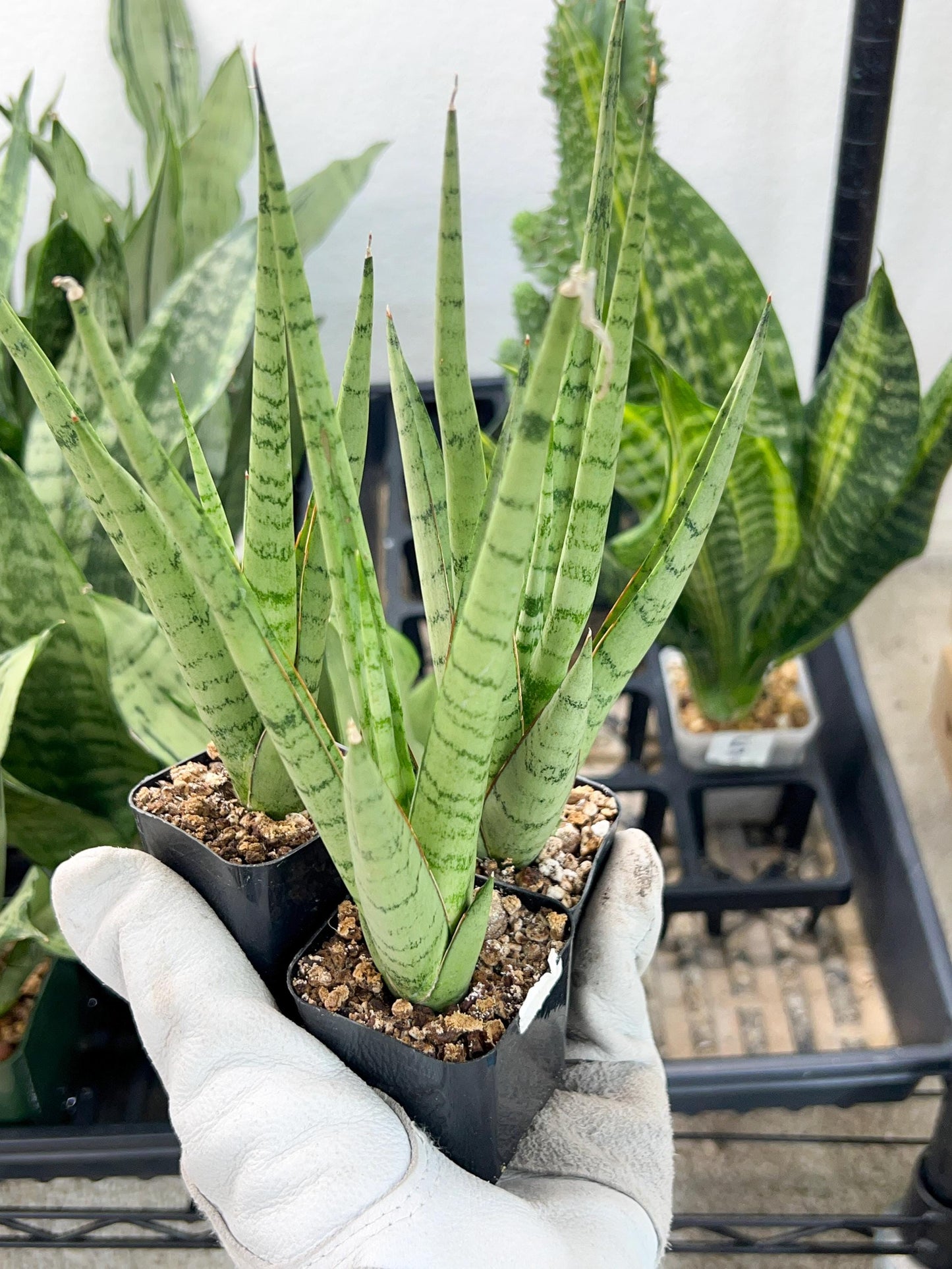 Sansevieria Guletta (#PH16) | Imported Snake Plant | 2" Planter