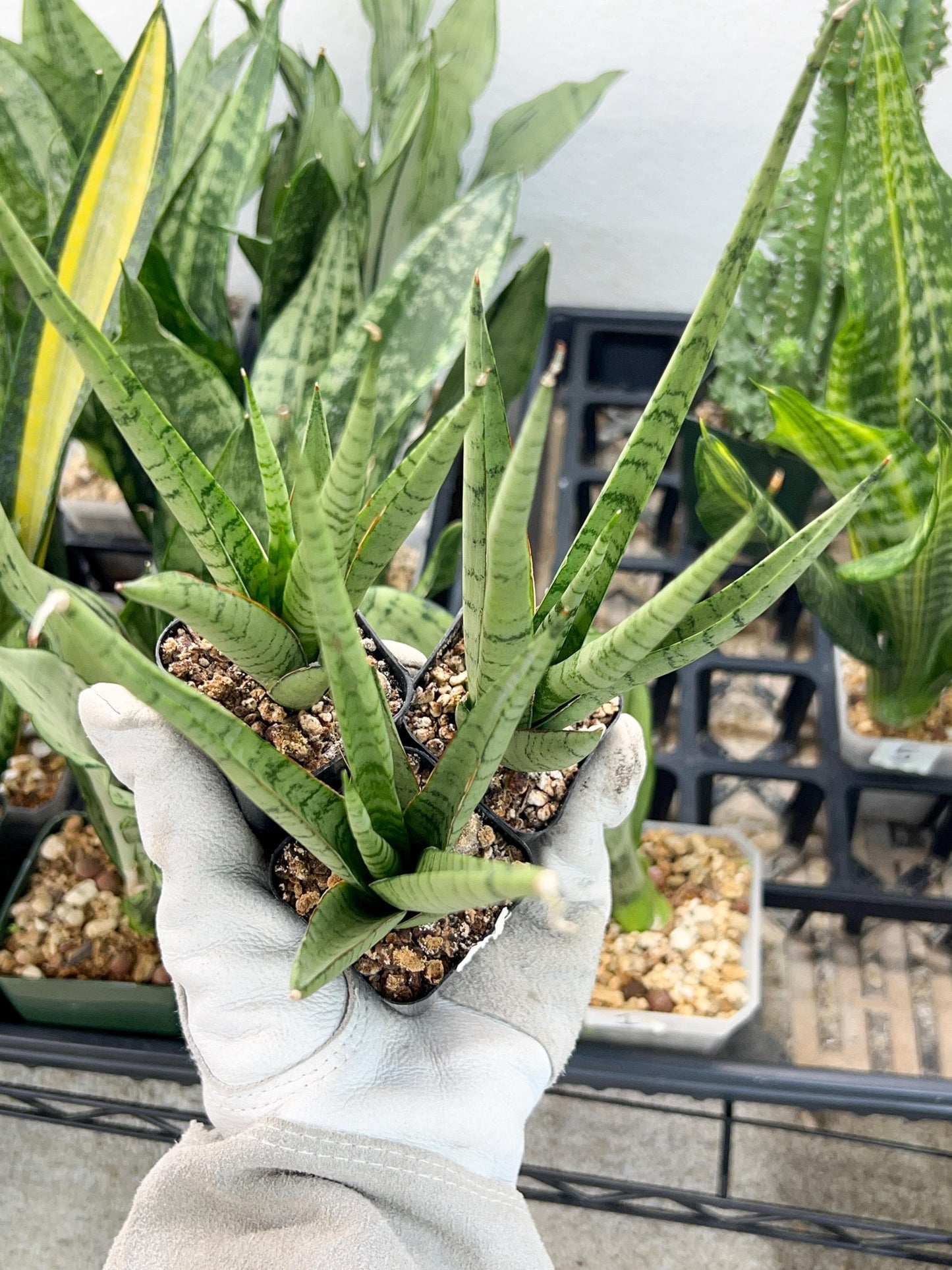 Sansevieria Guletta (#PH16) | Imported Snake Plant | 2" Planter