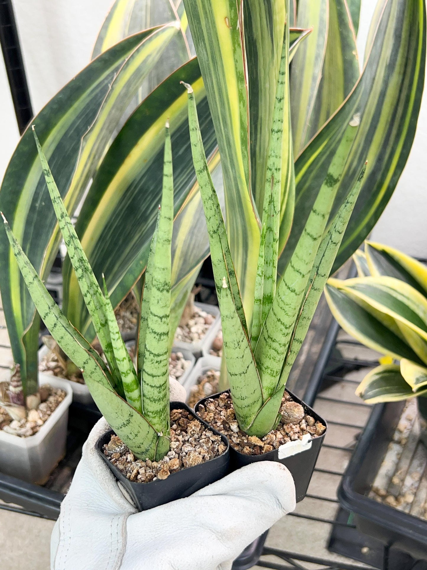 Sansevieria Guletta (#PH16) | Imported Snake Plant | 2" Planter