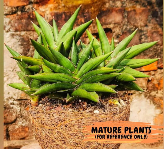 Sansevieria Bonny (PH9) | Rare Imported House Plants