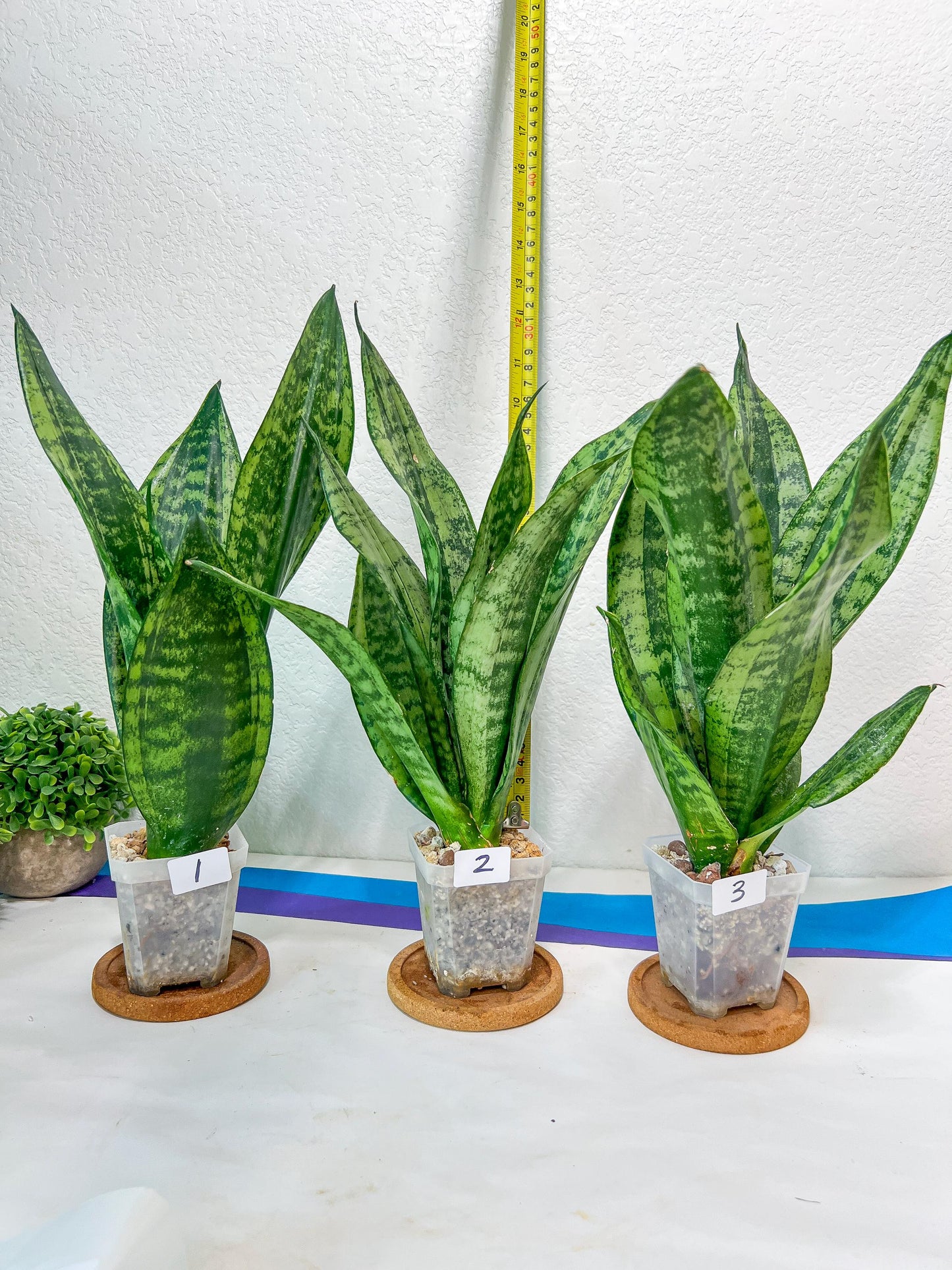 Sansevieria Moonshine Mutant | Choose Your Own Rare Plant