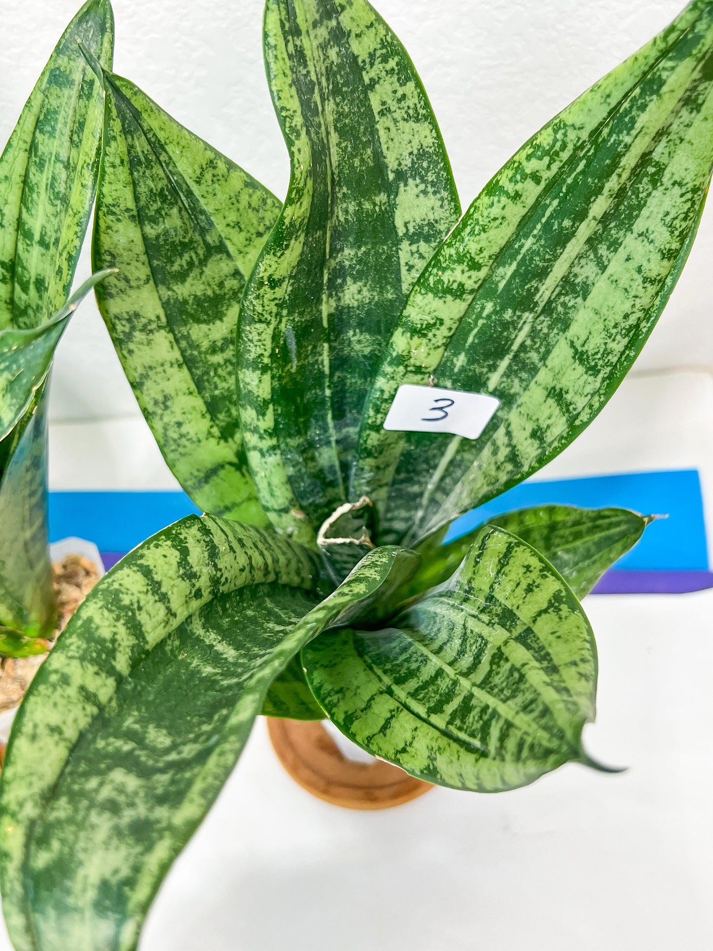 Sansevieria Moonshine Mutant | Choose Your Own Rare Plant