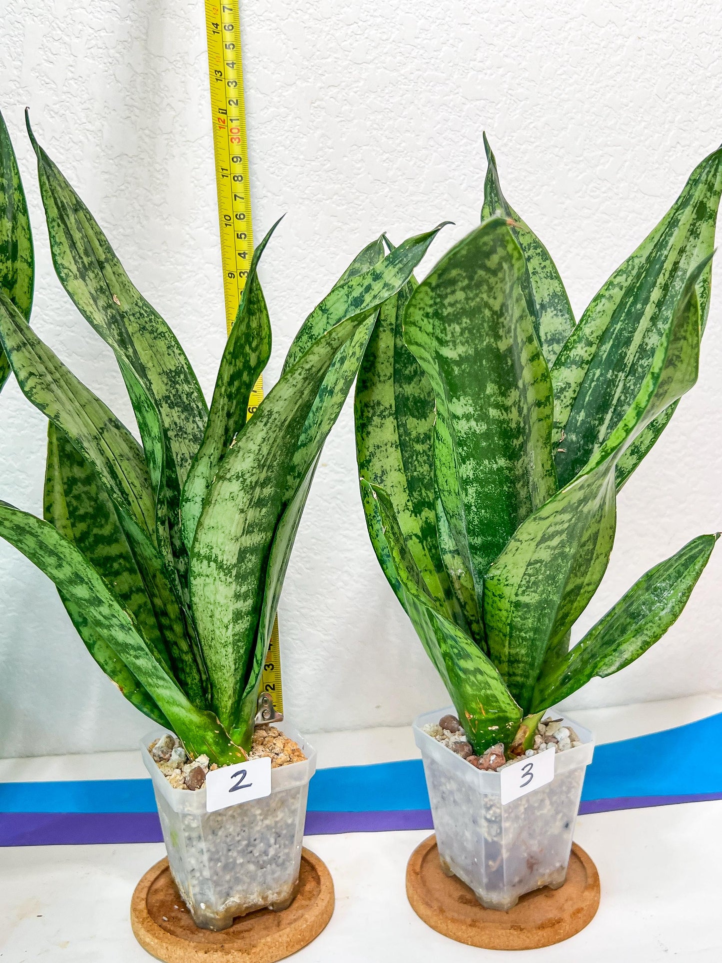 Sansevieria Moonshine Mutant | Choose Your Own Rare Plant