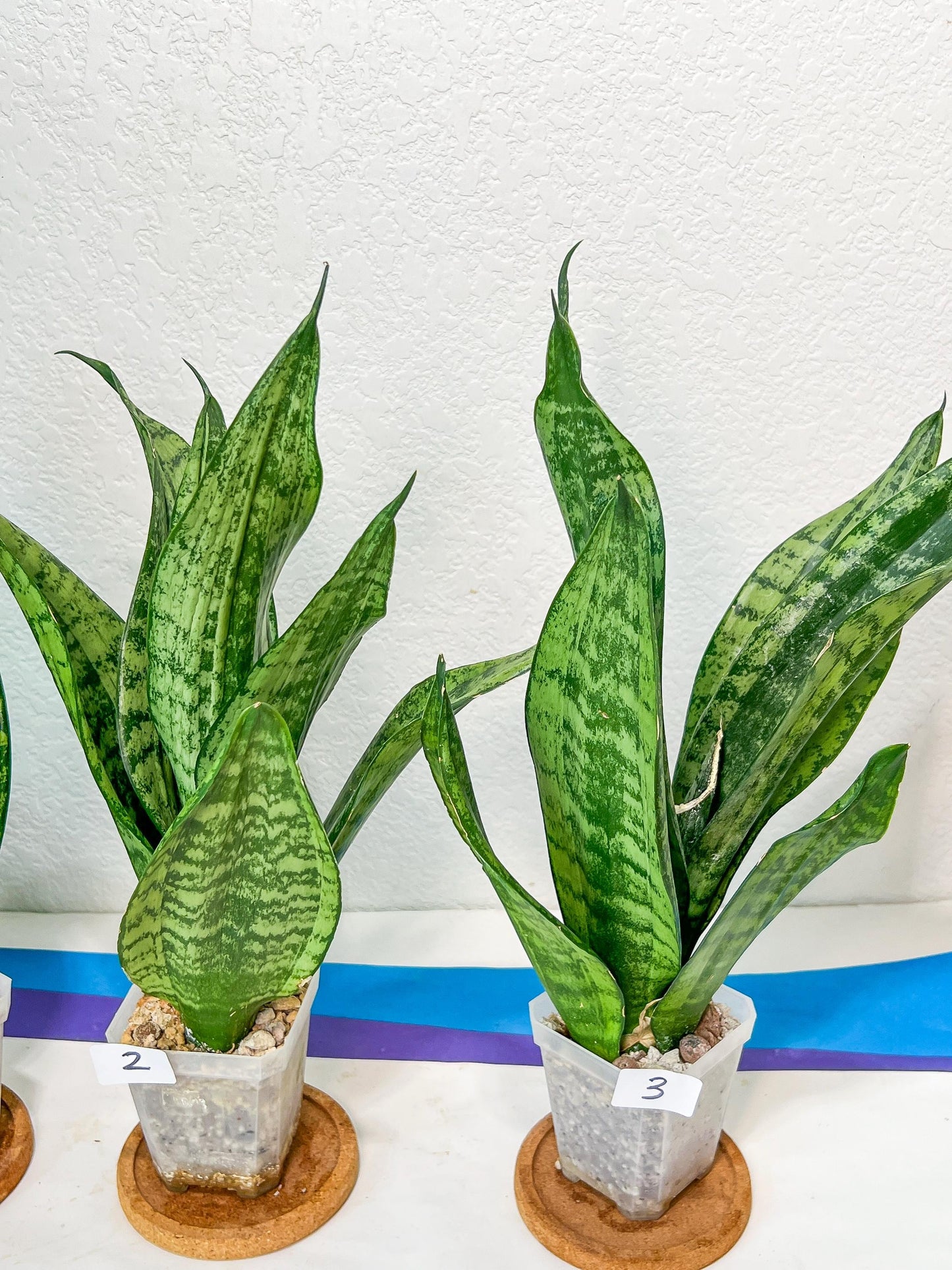 Sansevieria Moonshine Mutant | Choose Your Own Rare Plant