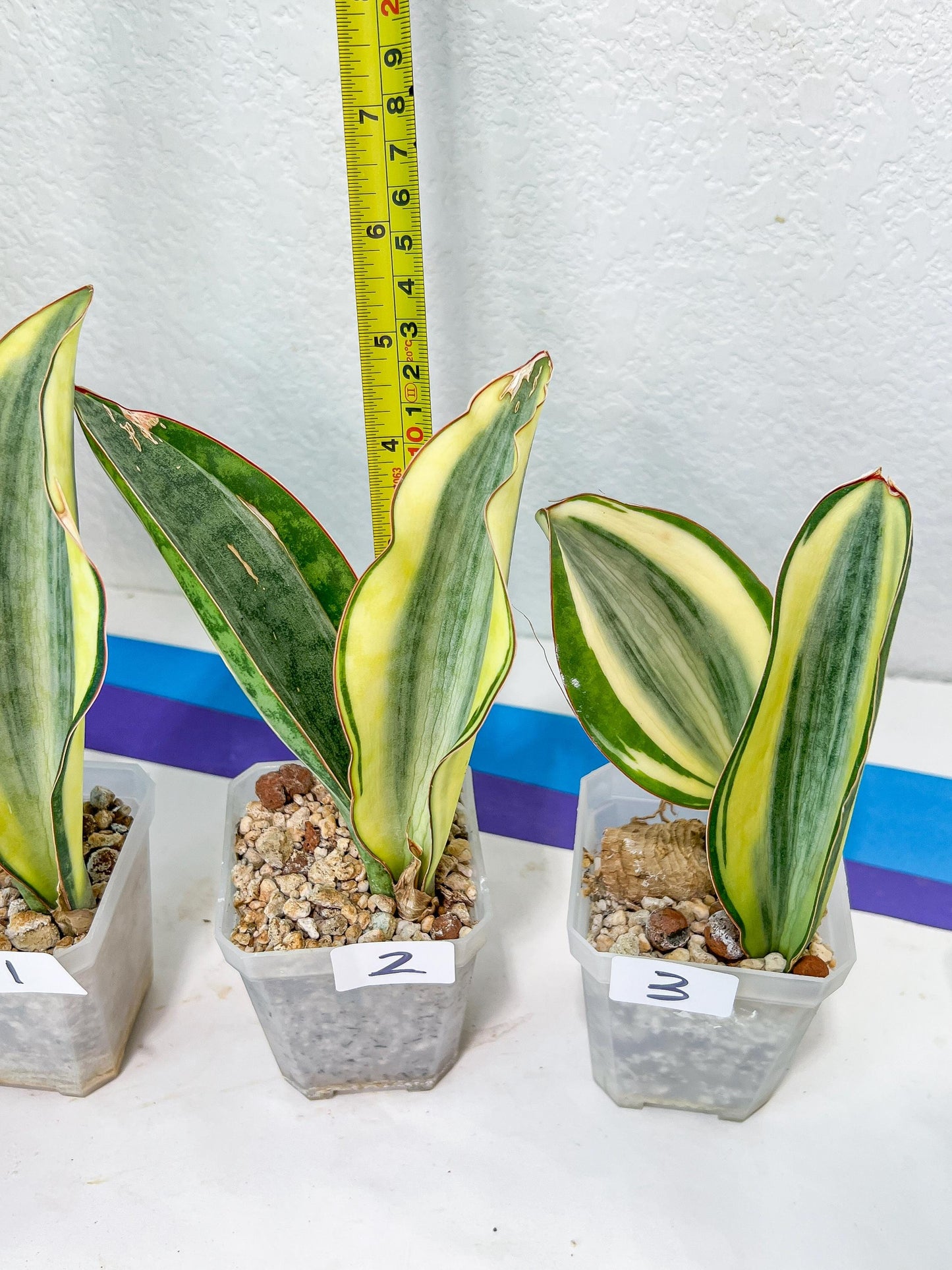 Sansevieria Dwarf Masoniana Variegated (#E4) | Choose Your Own Rare Plant