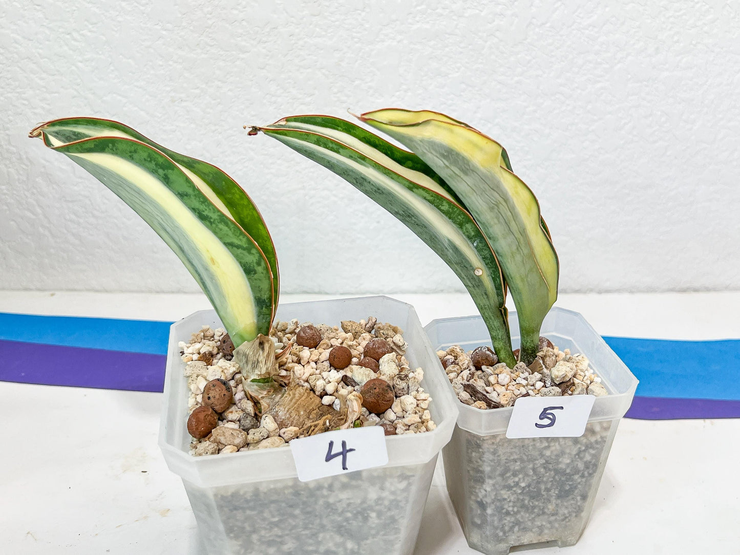 Sansevieria Dwarf Masoniana Variegated (#E4) | Choose Your Own Rare Plant