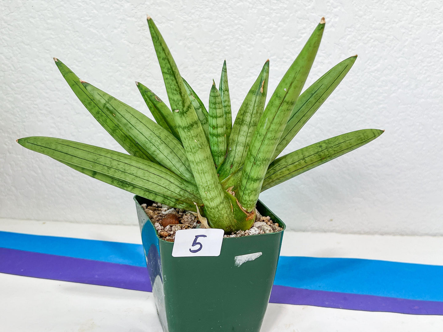 Sansevieria Snow Boy | Choose Your Own Rare Plant