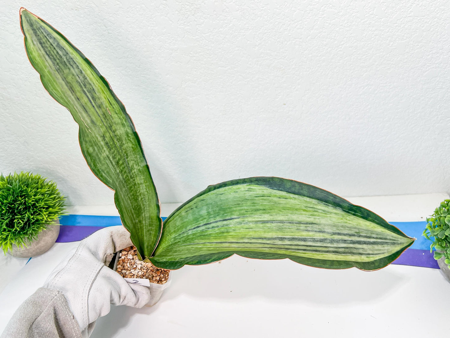 Sansevieria BRUDA | (#Me1~6) | Hybrid of Masoniana Var x Eliptica Var