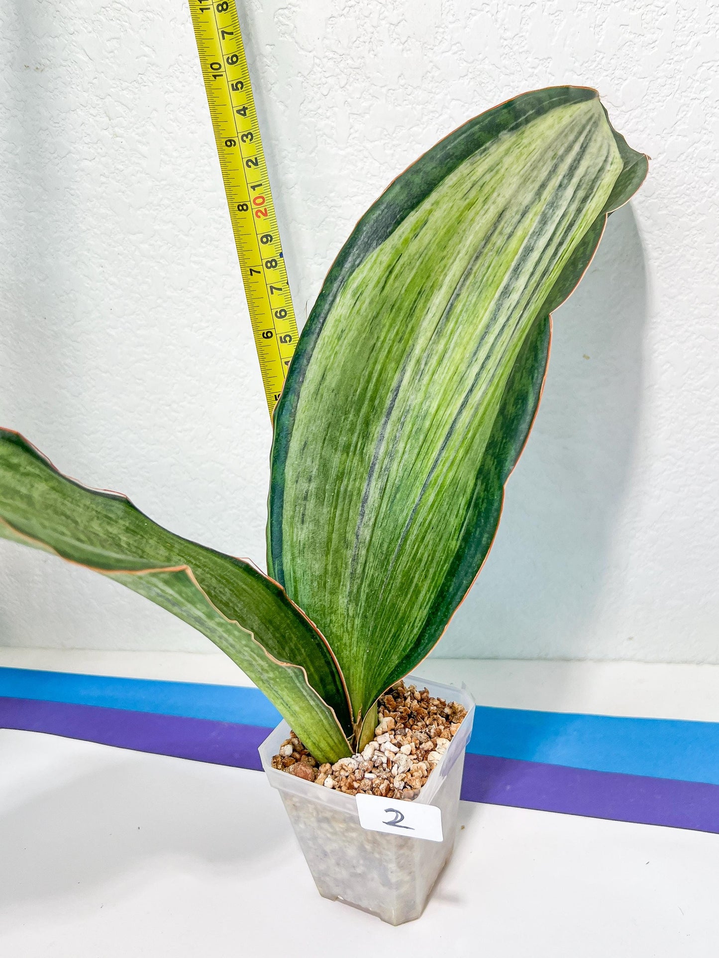 Sansevieria BRUDA | (#Me1~6) | Hybrid of Masoniana Var x Eliptica Var