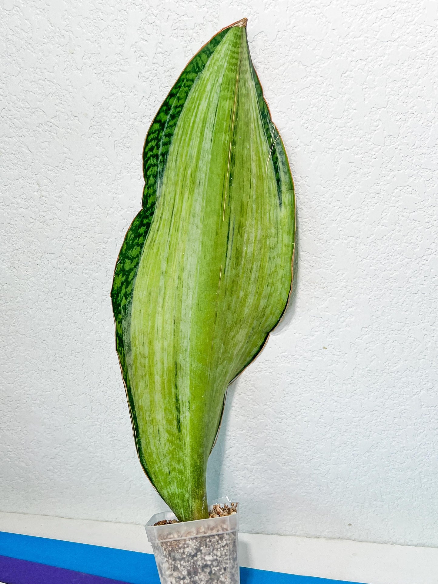 Sansevieria BRUDA | (#Me1~6) | Hybrid of Masoniana Var x Eliptica Var