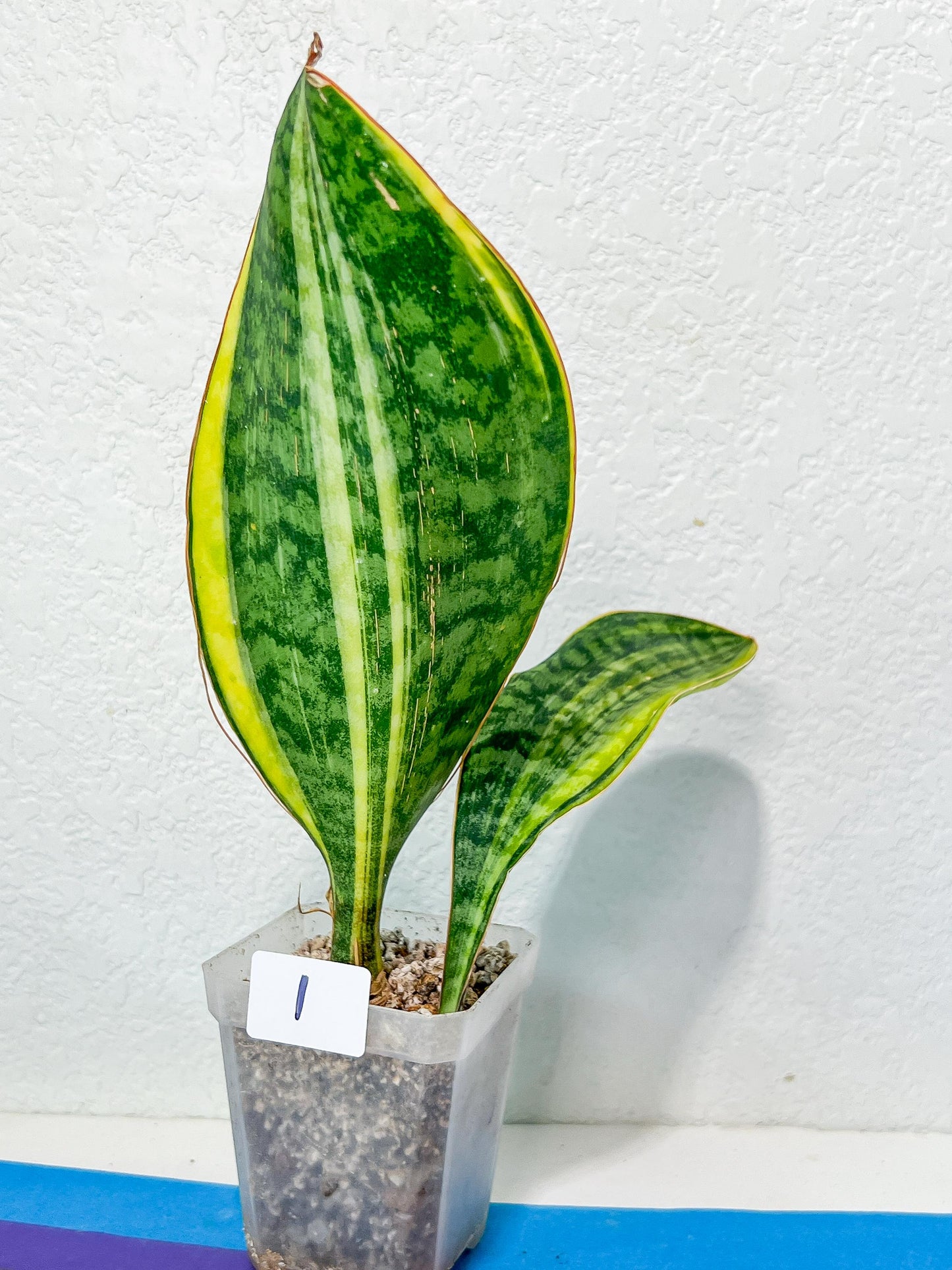 Sansevieria Masoniana Congo | Imported Plants | Choose Your Own